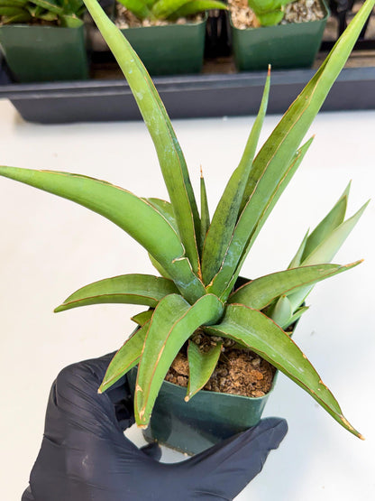 Sansevieria Bai Bid (xl3) (1) | Imported Plant