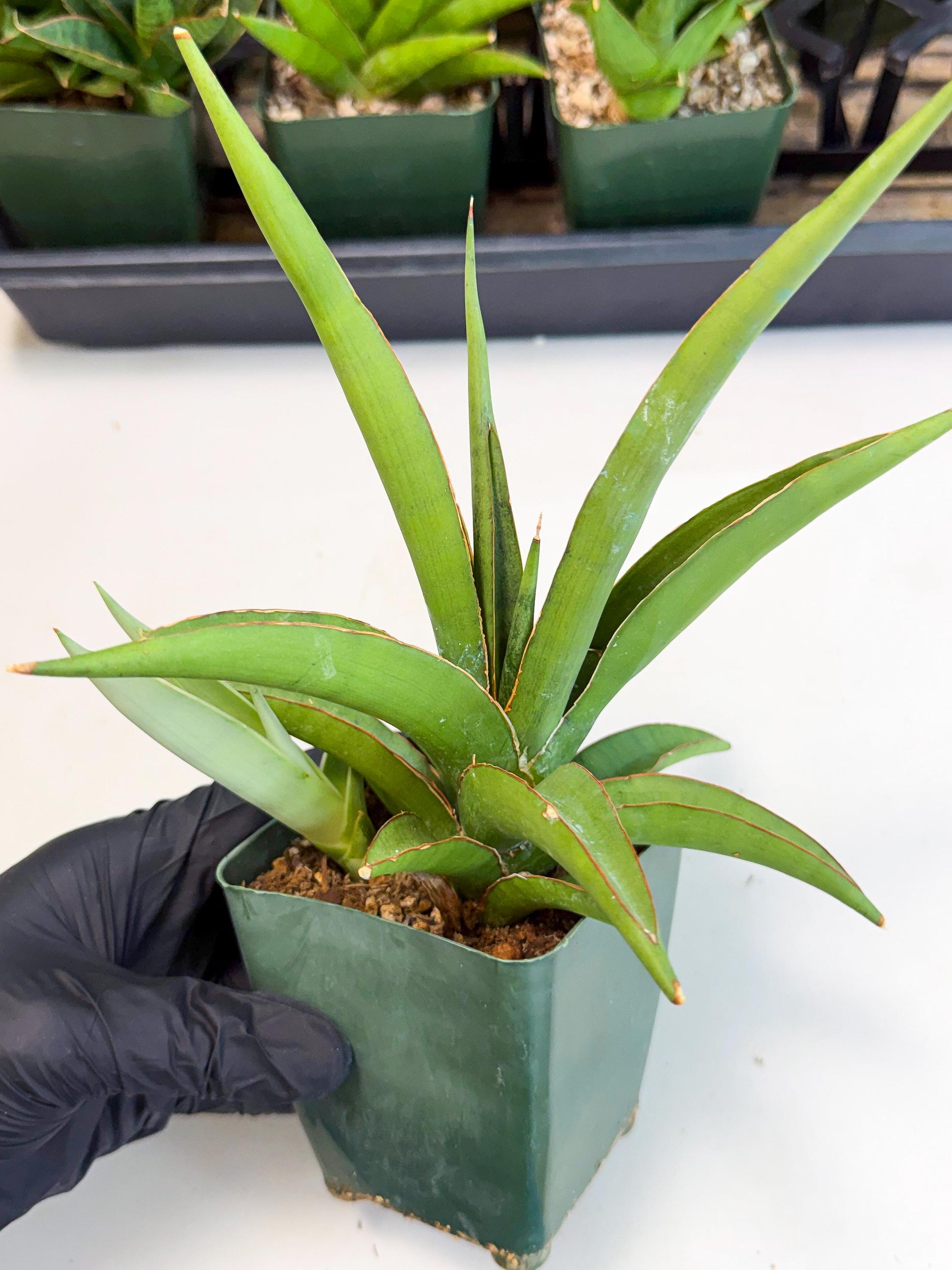 Sansevieria Bai Bid (xl3) (1) | Imported Plant