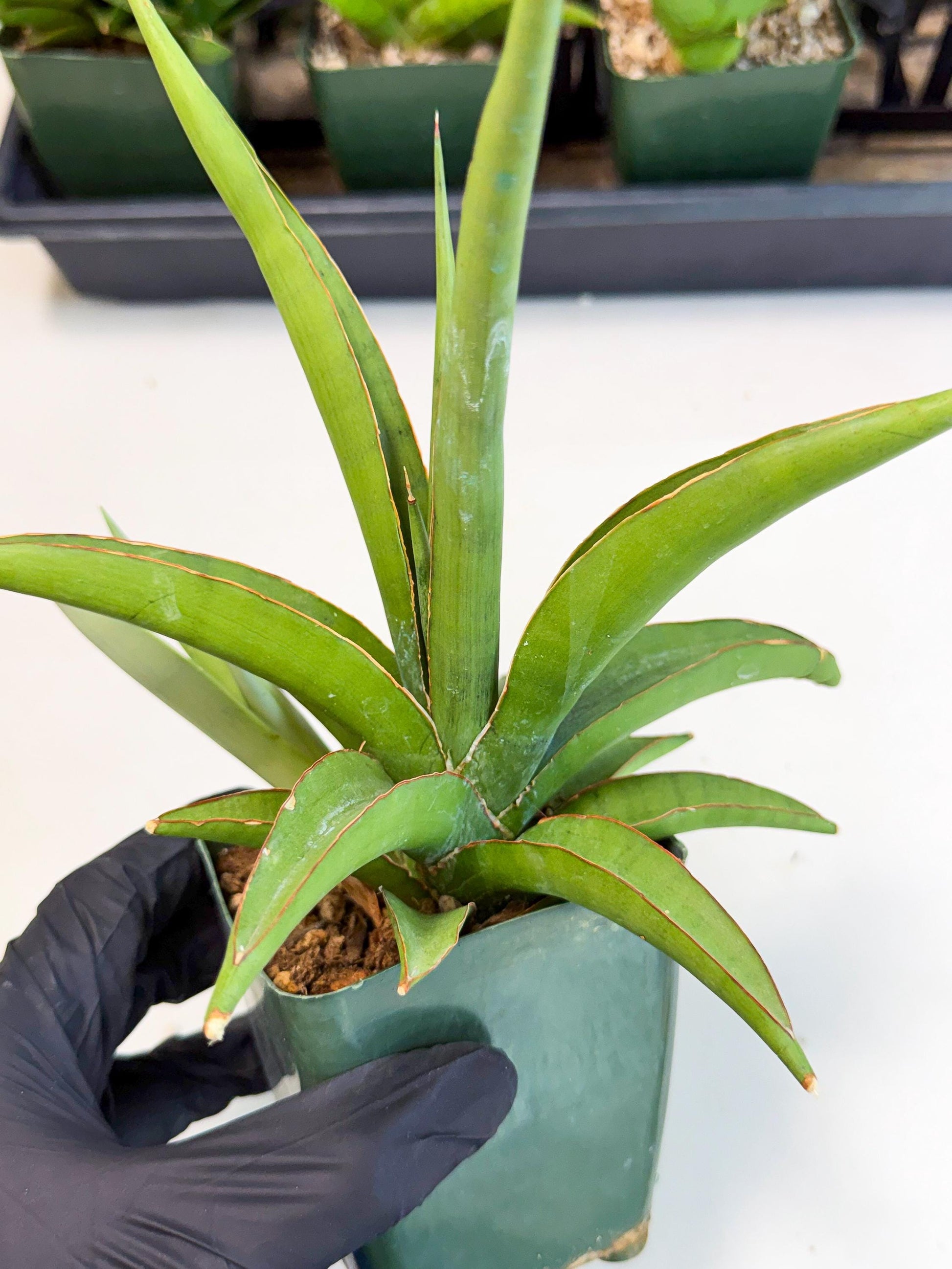 Sansevieria Bai Bid (xl3) (1) | Imported Plant