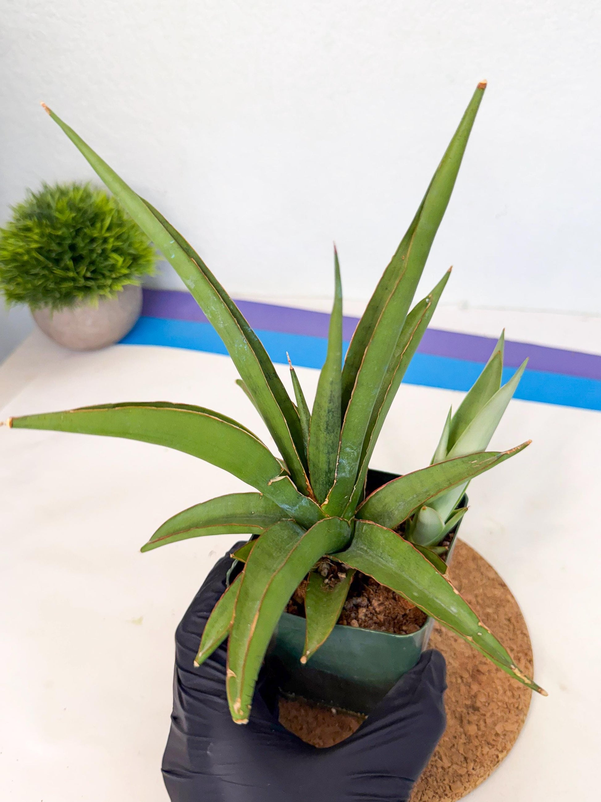 Sansevieria Bai Bid (xl3) (1) | Imported Plant