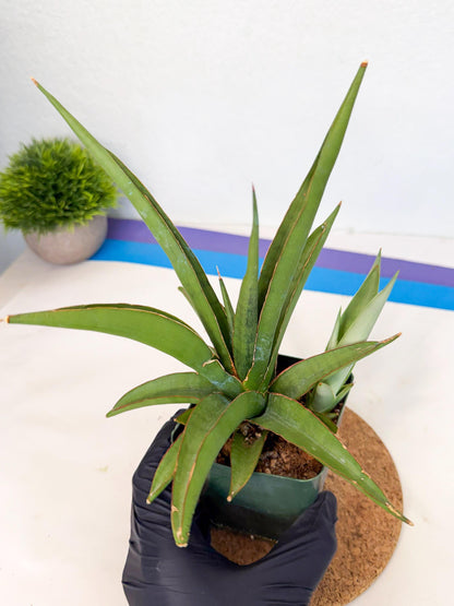 Sansevieria Bai Bid (xl3) (1) | Imported Plant