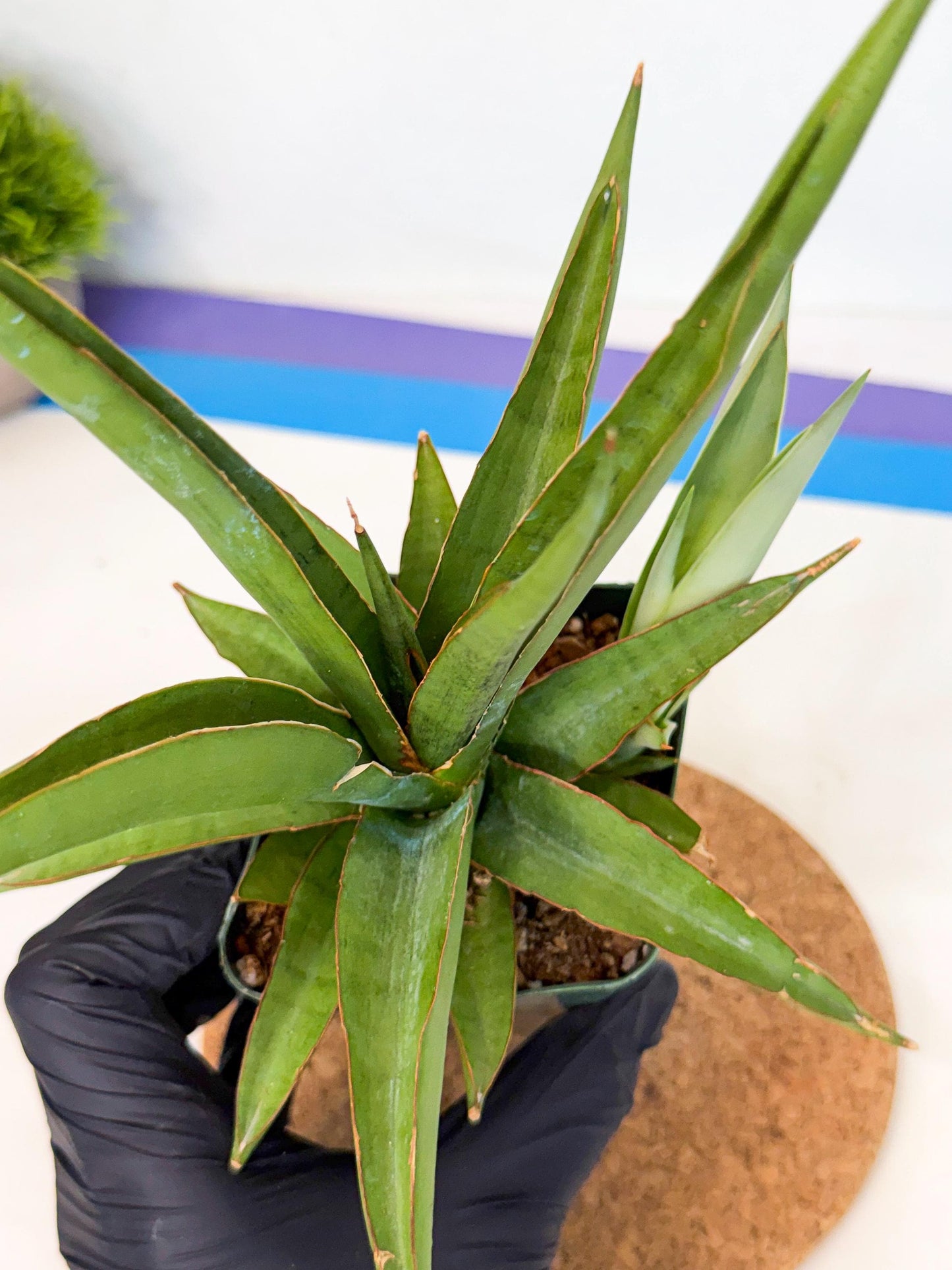 Sansevieria Bai Bid (xl3) (1) | Imported Plant