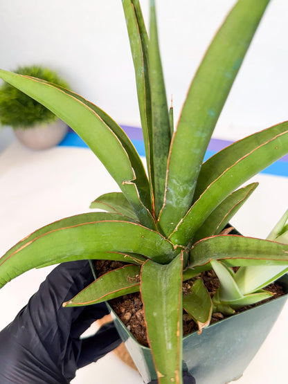Sansevieria Bai Bid (xl3) (1) | Imported Plant