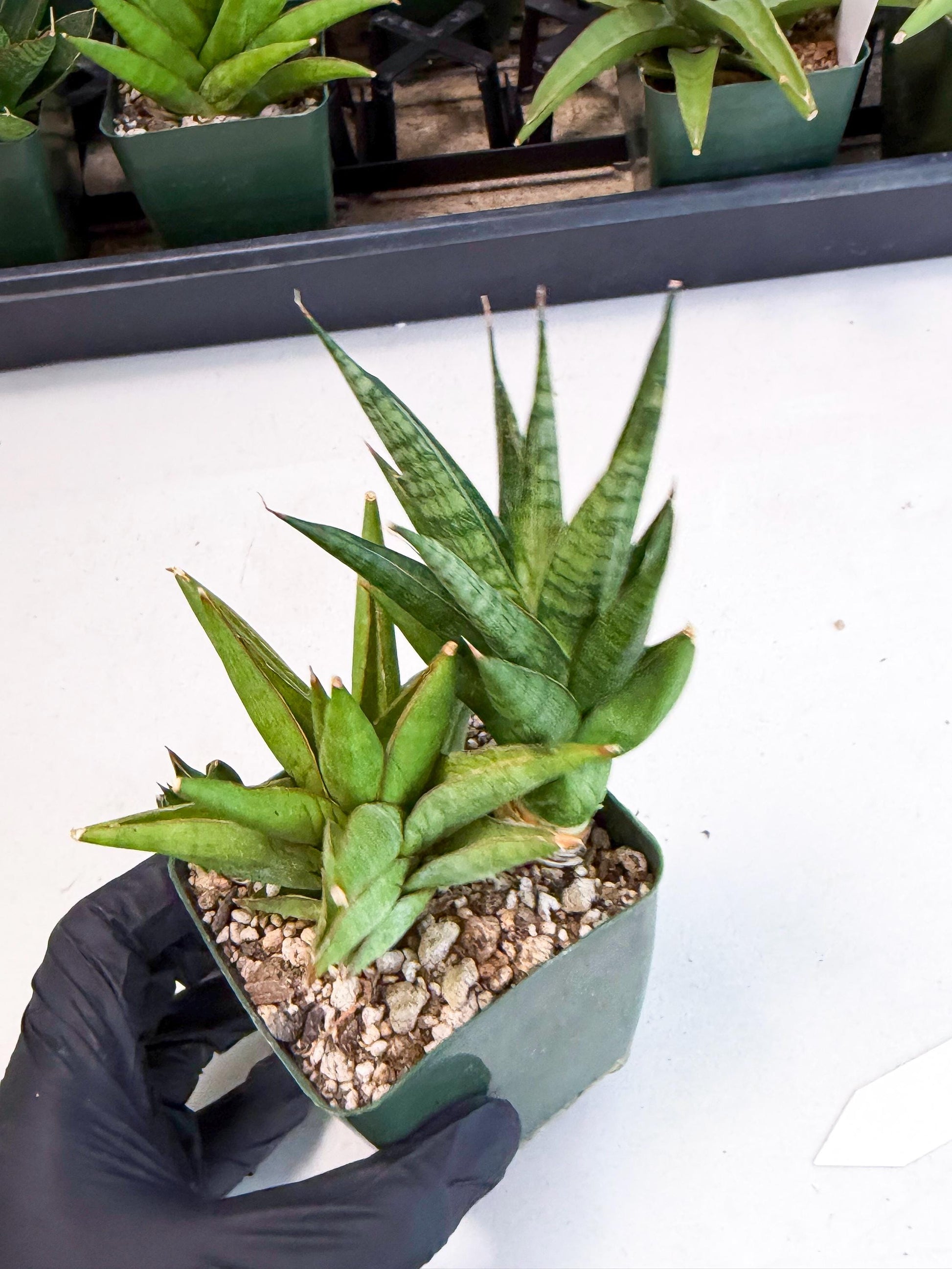 Sansevieria Rock Man (xl3) (2) | Rare Hybrids