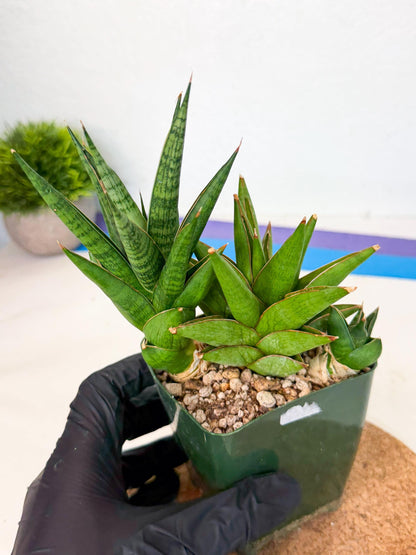Sansevieria Rock Man (xl3) (2) | Rare Hybrids