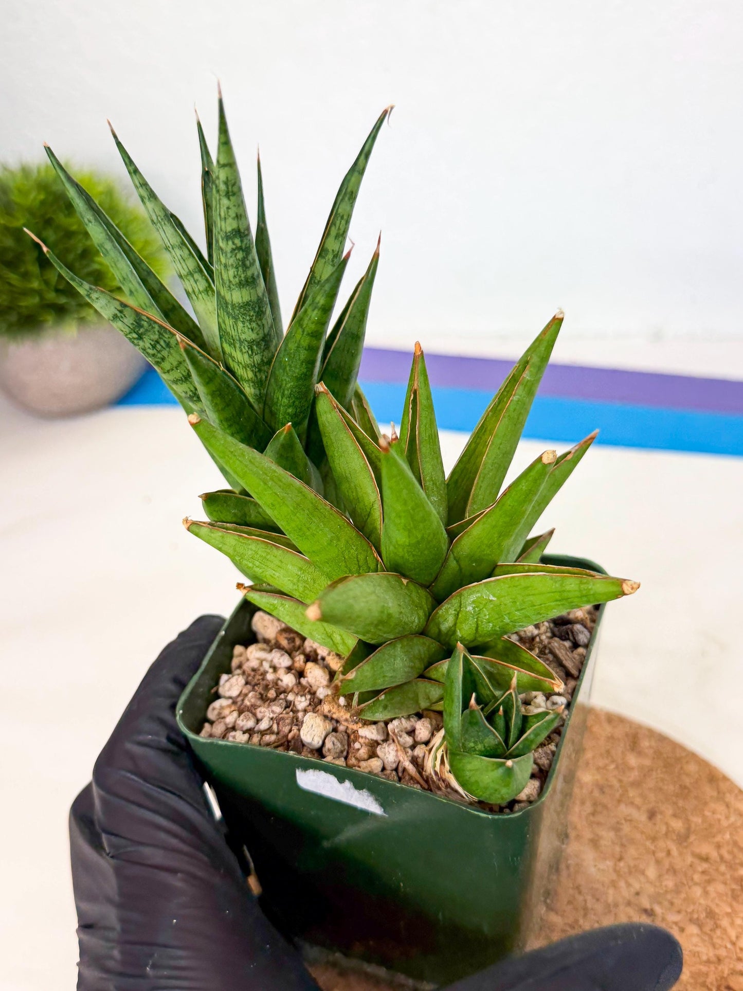 Sansevieria Rock Man (xl3) (2) | Rare Hybrids