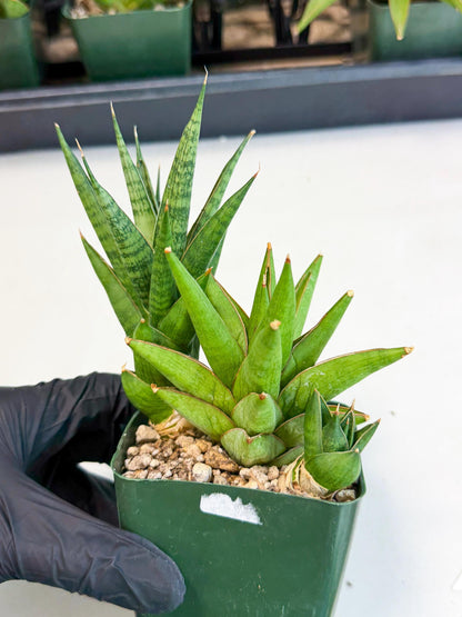 Sansevieria Rock Man (xl3) (2) | Rare Hybrids
