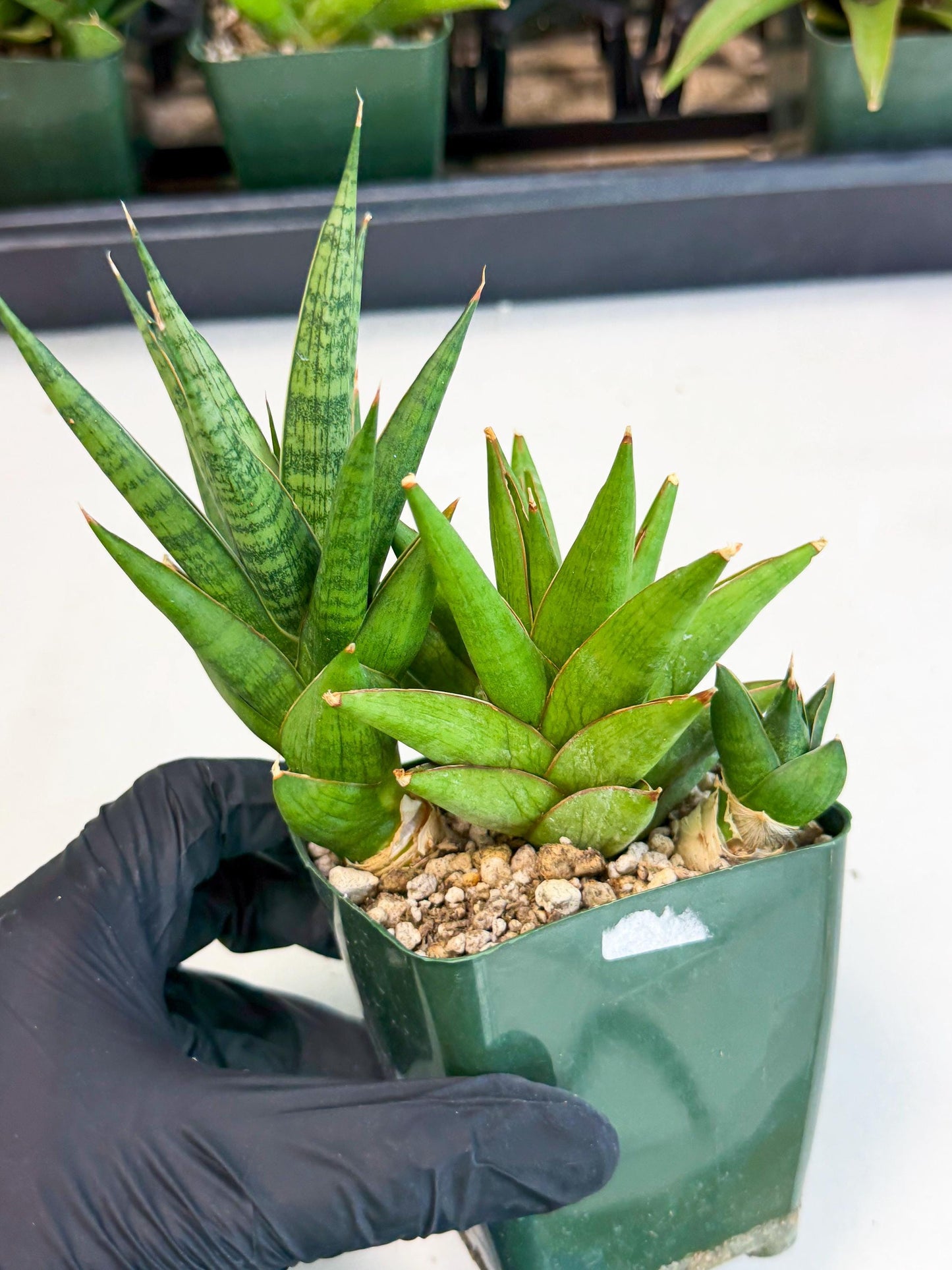 Sansevieria Rock Man (xl3) (2) | Rare Hybrids