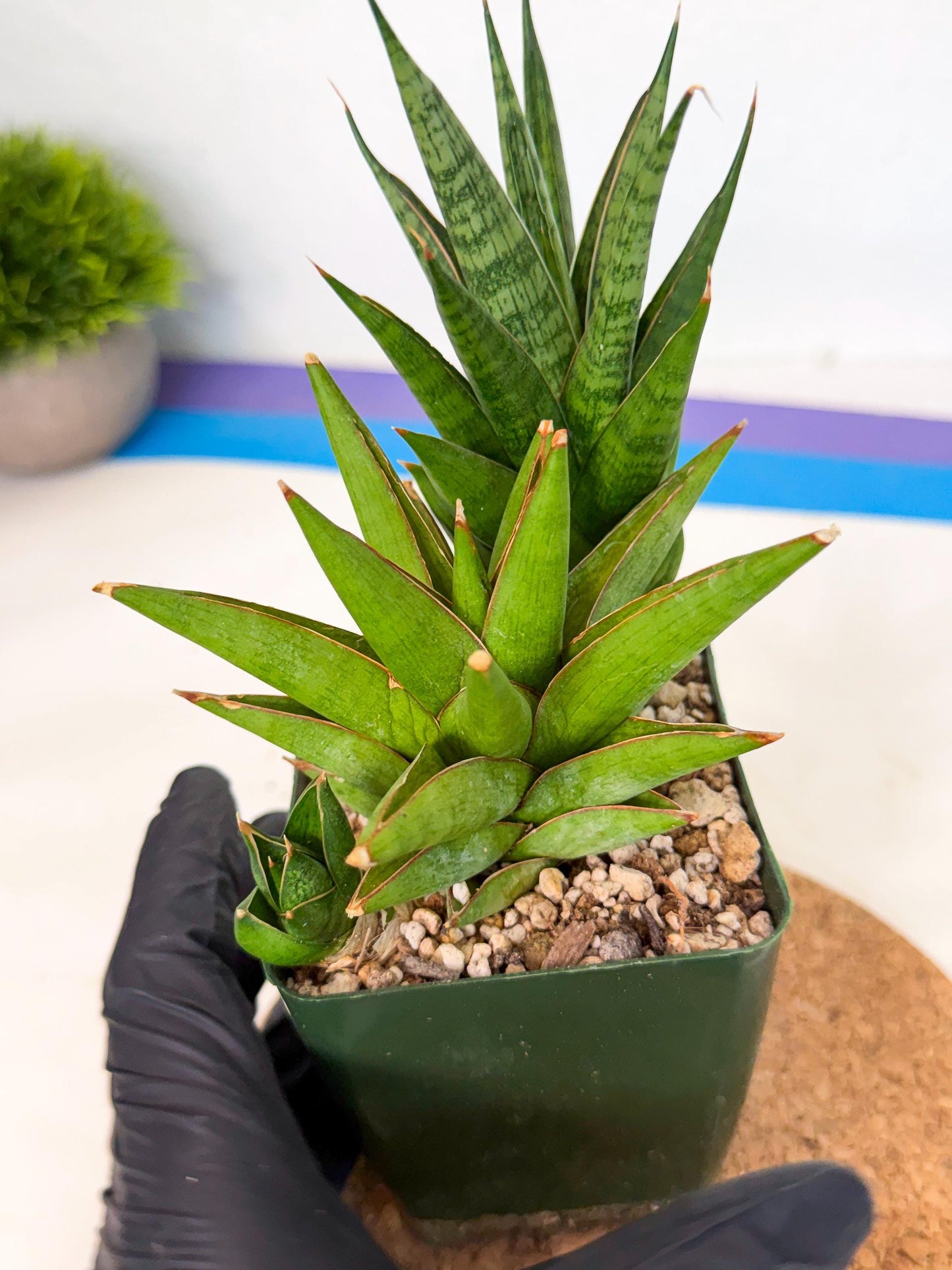 Sansevieria Rock Man (xl3) (2) | Rare Hybrids
