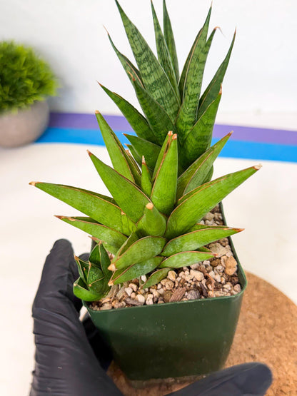 Sansevieria Rock Man (xl3) (2) | Rare Hybrids