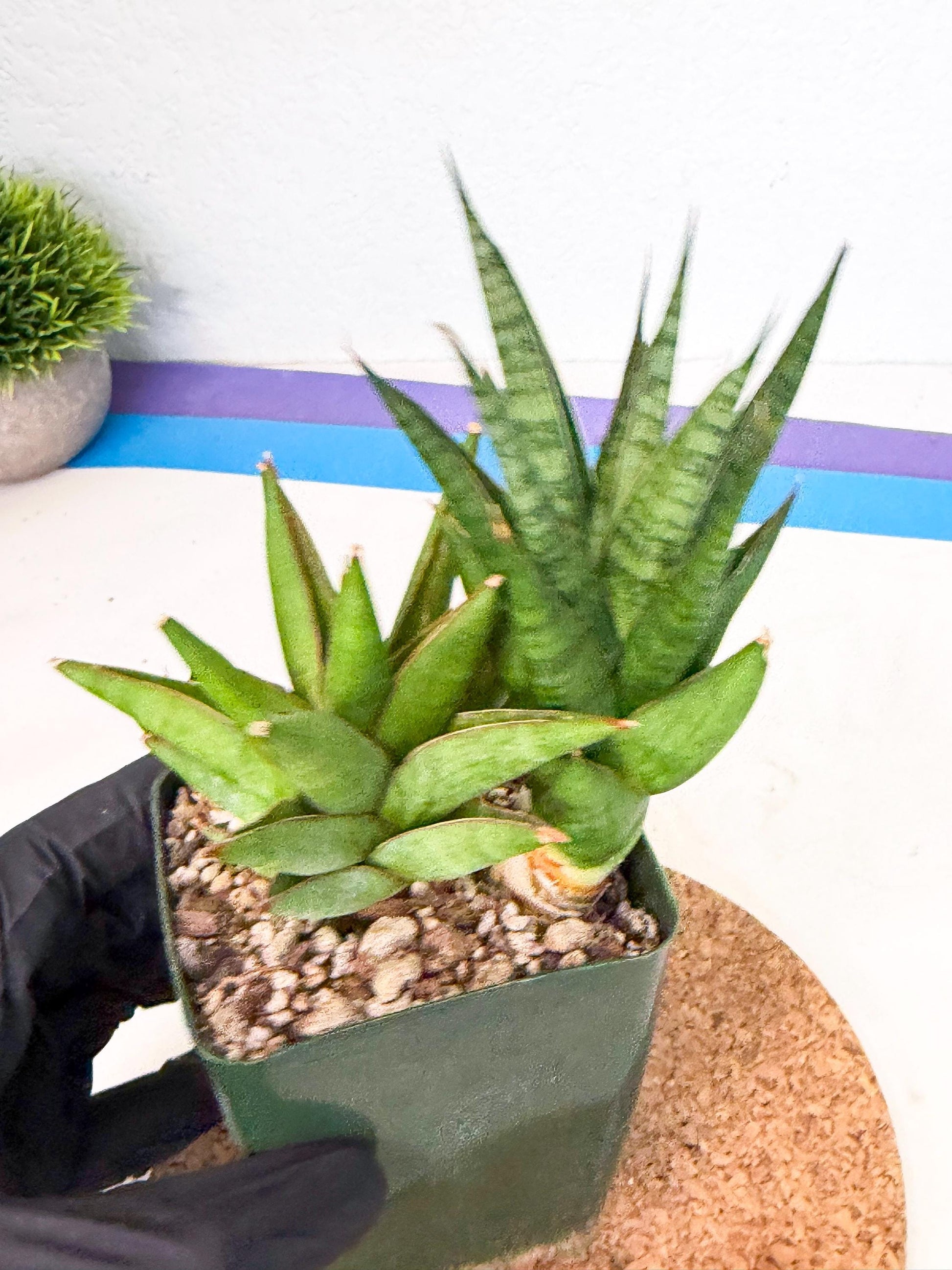Sansevieria Rock Man (xl3) (2) | Rare Hybrids