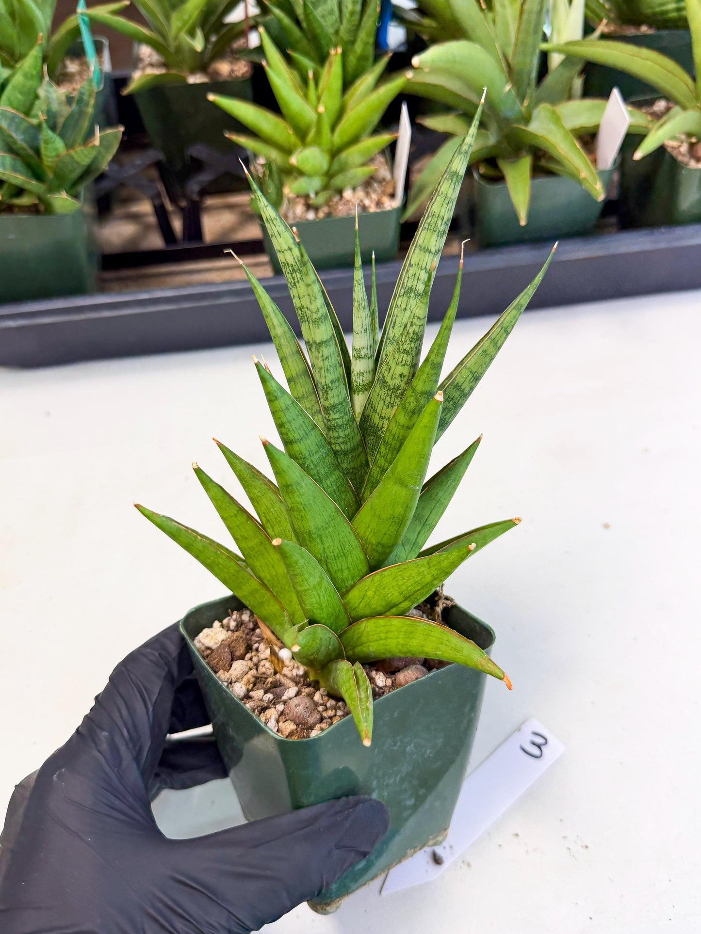 Sansevieria Rock Man (xl3) (3) | Rare Hybrids