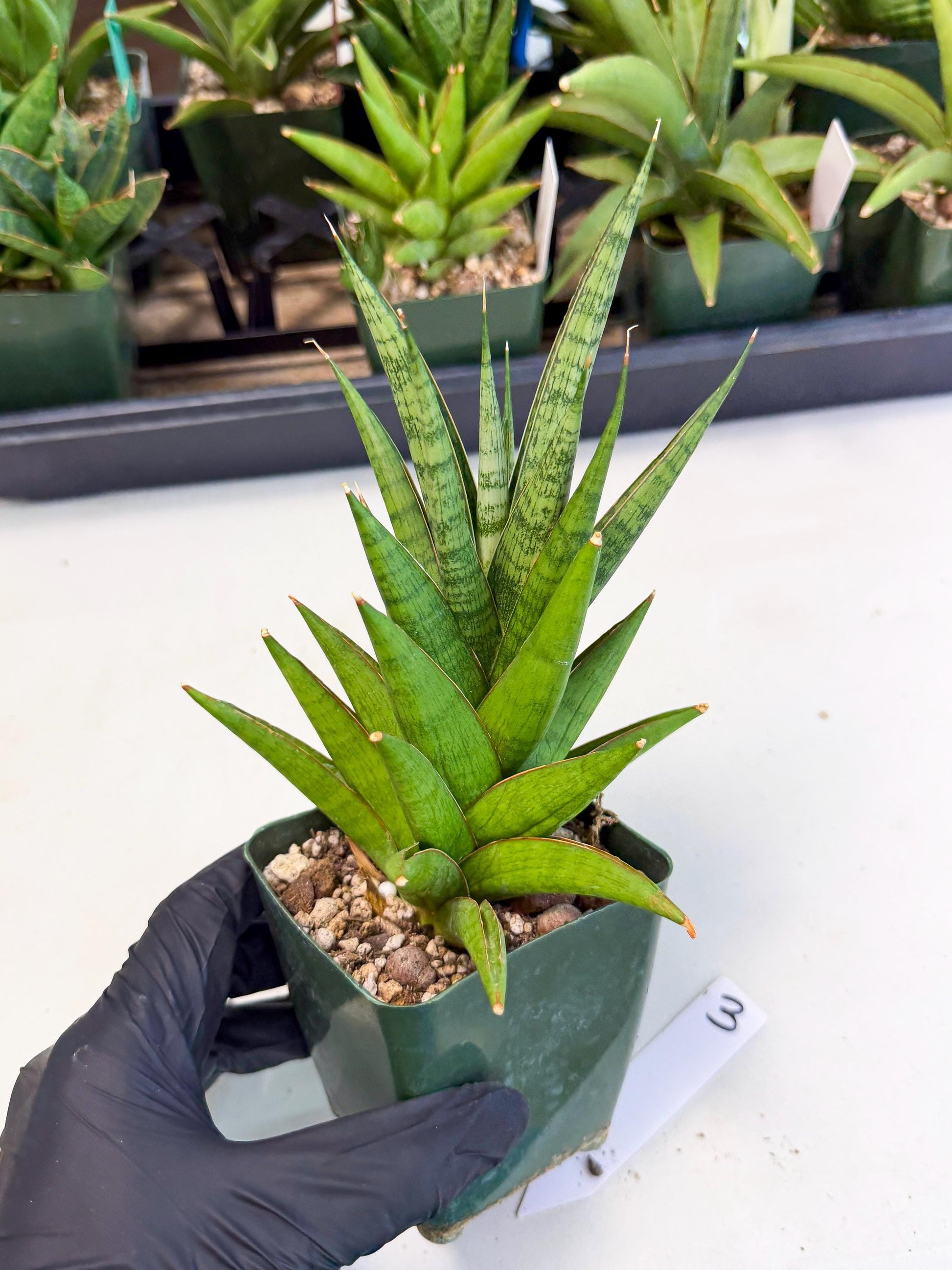 Sansevieria Rock Man (xl3) (3) | Rare Hybrids