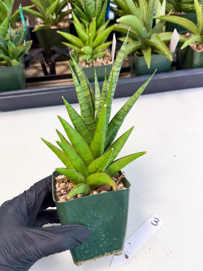 Sansevieria Rock Man (xl3) (3) | Rare Hybrids