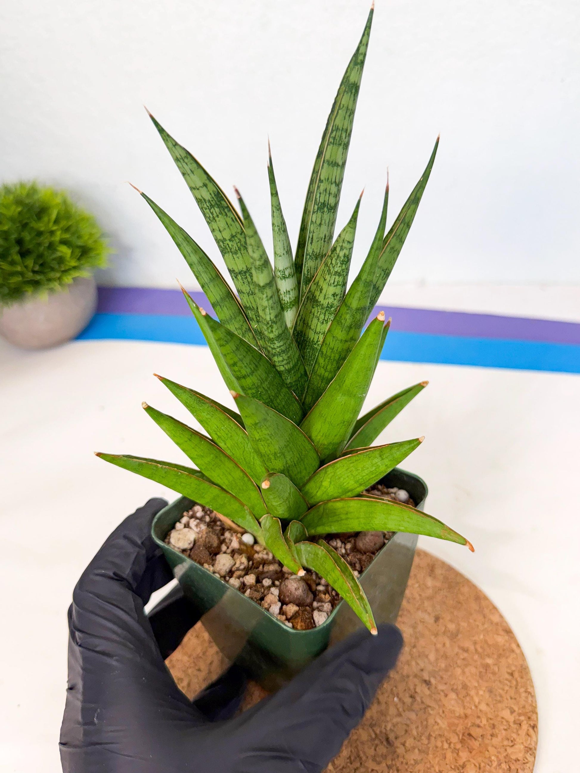 Sansevieria Rock Man (xl3) (3) | Rare Hybrids