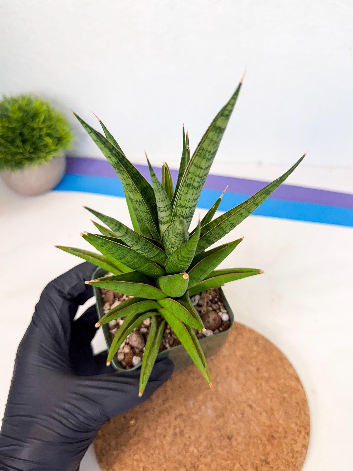 Sansevieria Rock Man (xl3) (3) | Rare Hybrids