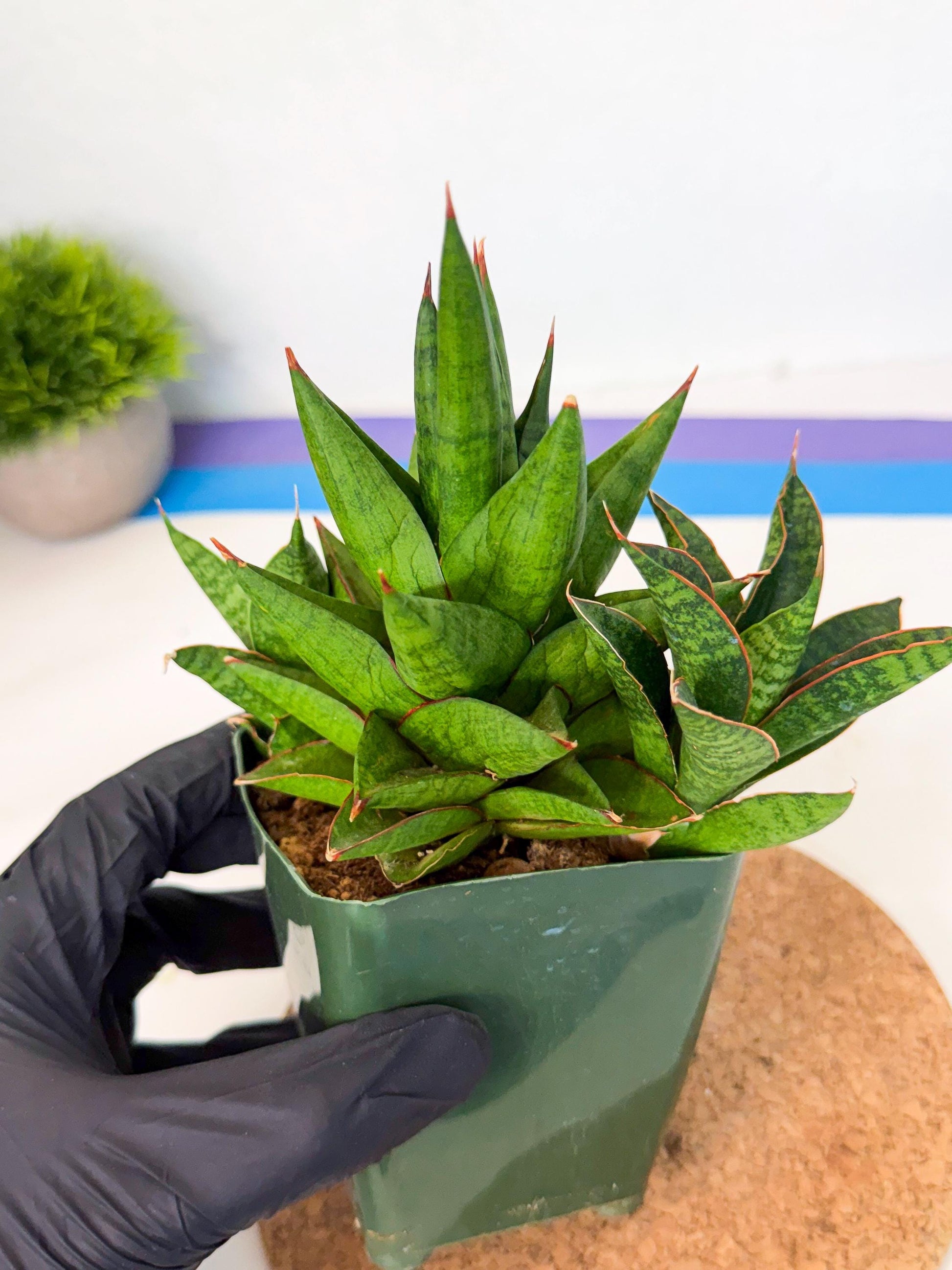Sansevieria Rock Man (xl3) (4) | Rare Hybrids