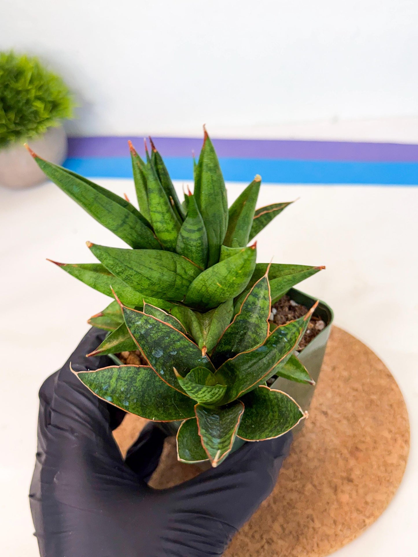 Sansevieria Rock Man (xl3) (4) | Rare Hybrids