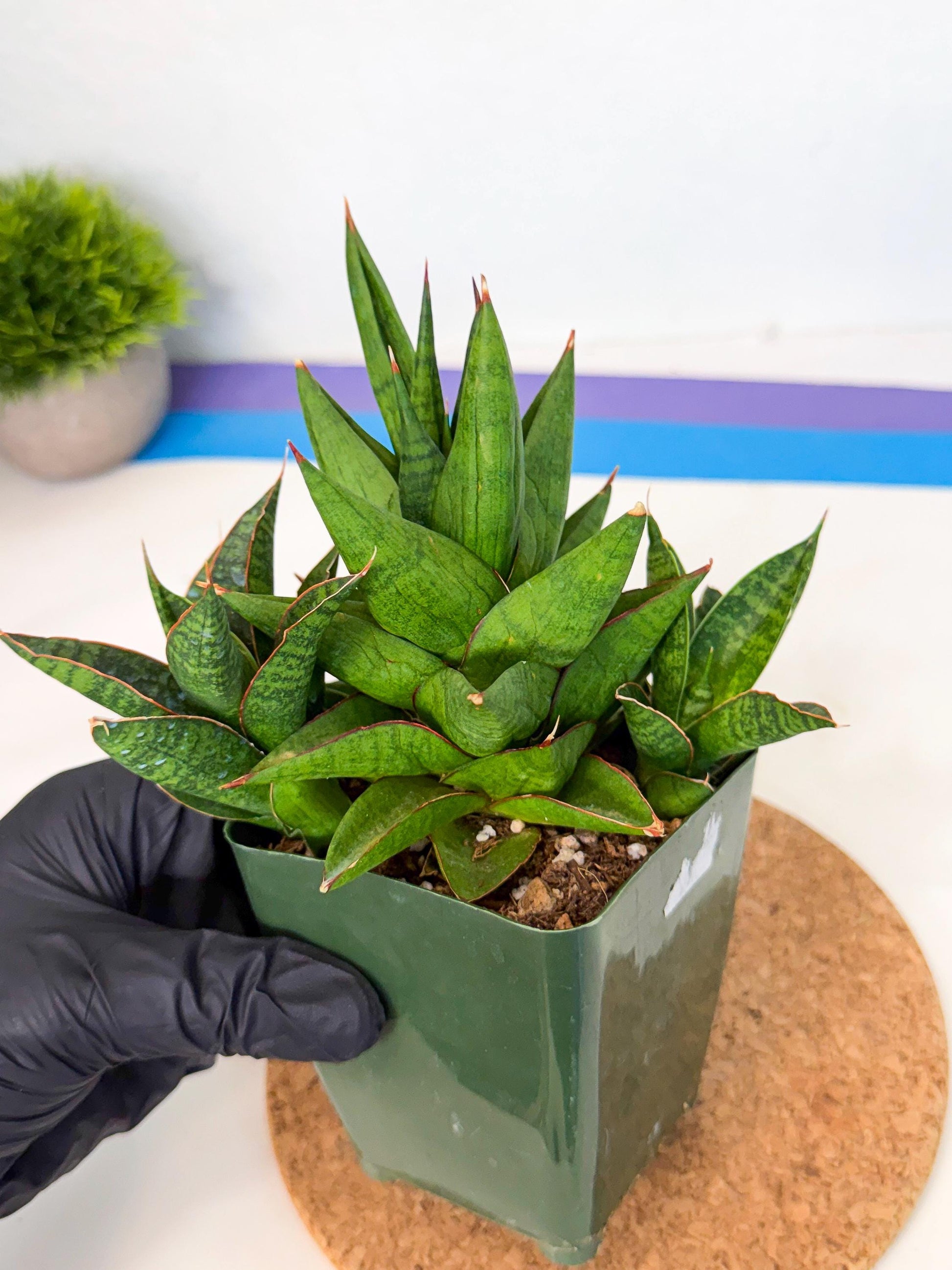 Sansevieria Rock Man (xl3) (4) | Rare Hybrids