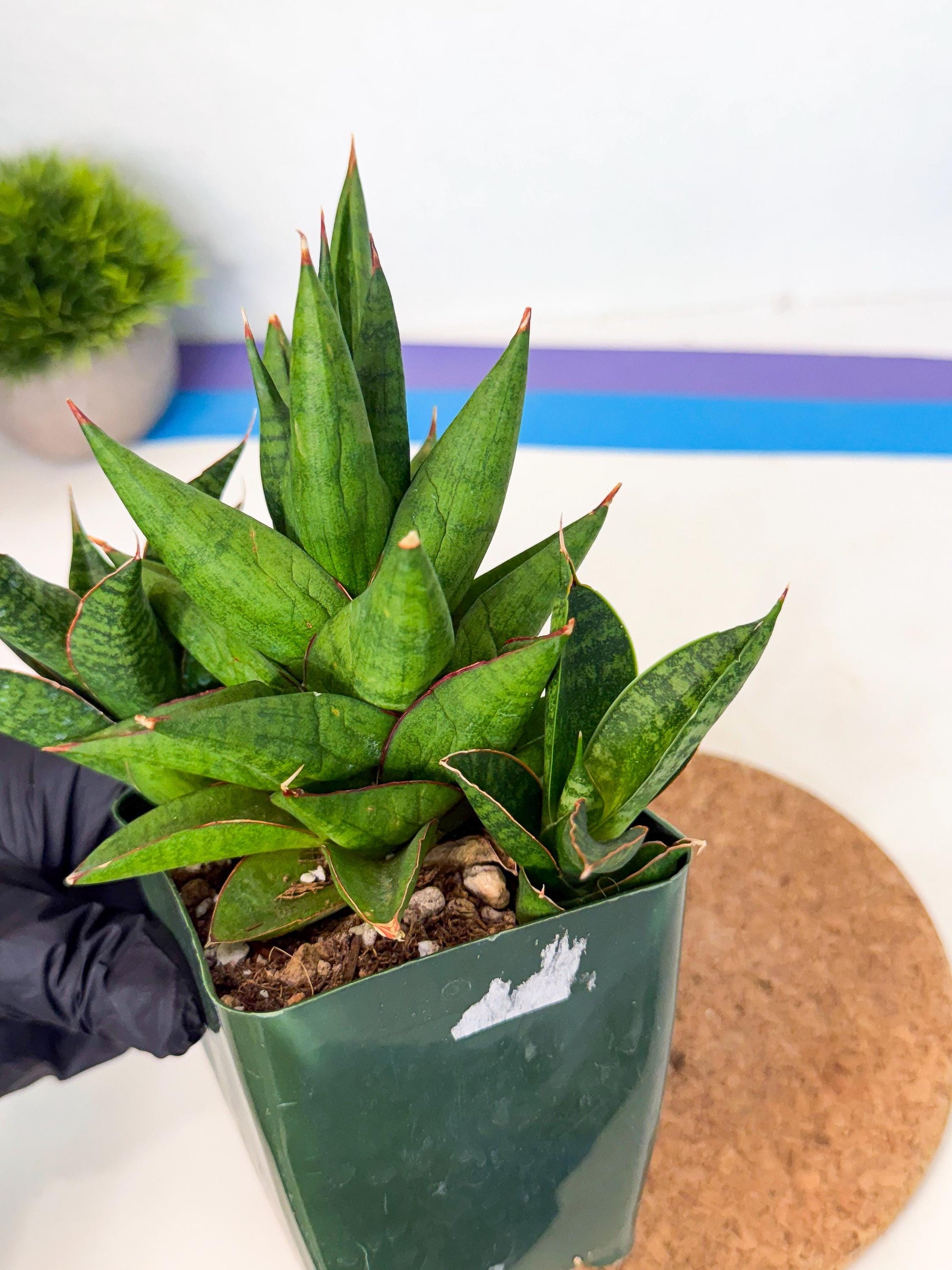 Sansevieria Rock Man (xl3) (4) | Rare Hybrids