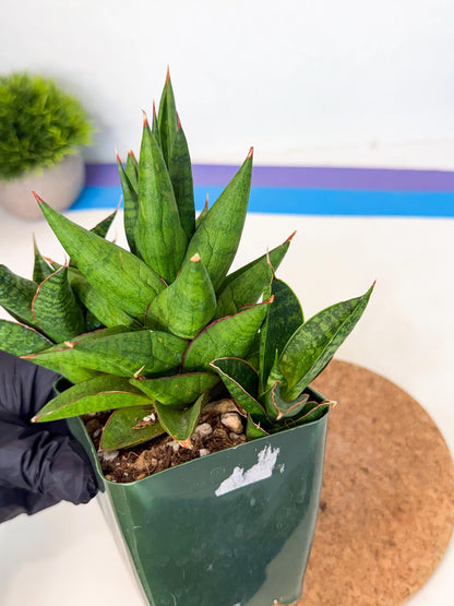 Sansevieria Rock Man (xl3) (4) | Rare Hybrids