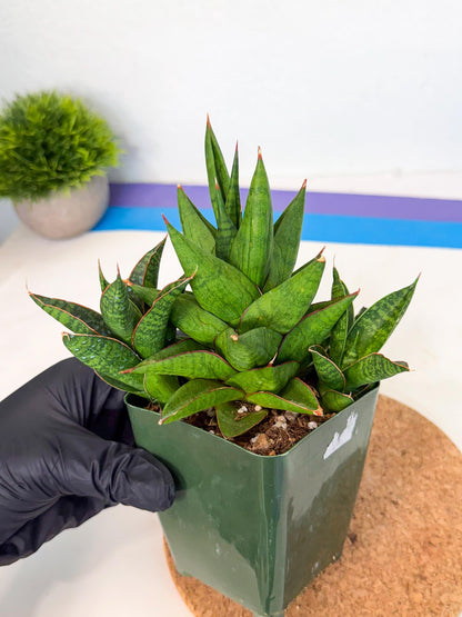 Sansevieria Rock Man (xl3) (4) | Rare Hybrids
