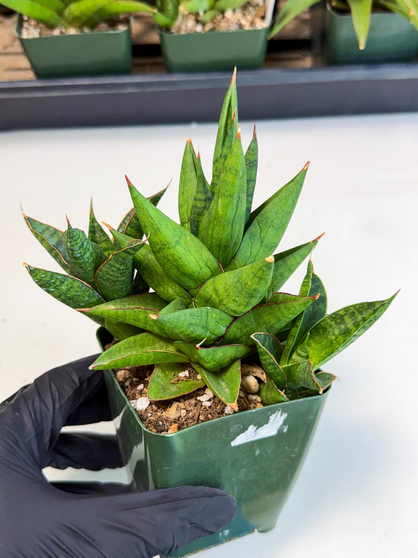 Sansevieria Rock Man (xl3) (4) | Rare Hybrids