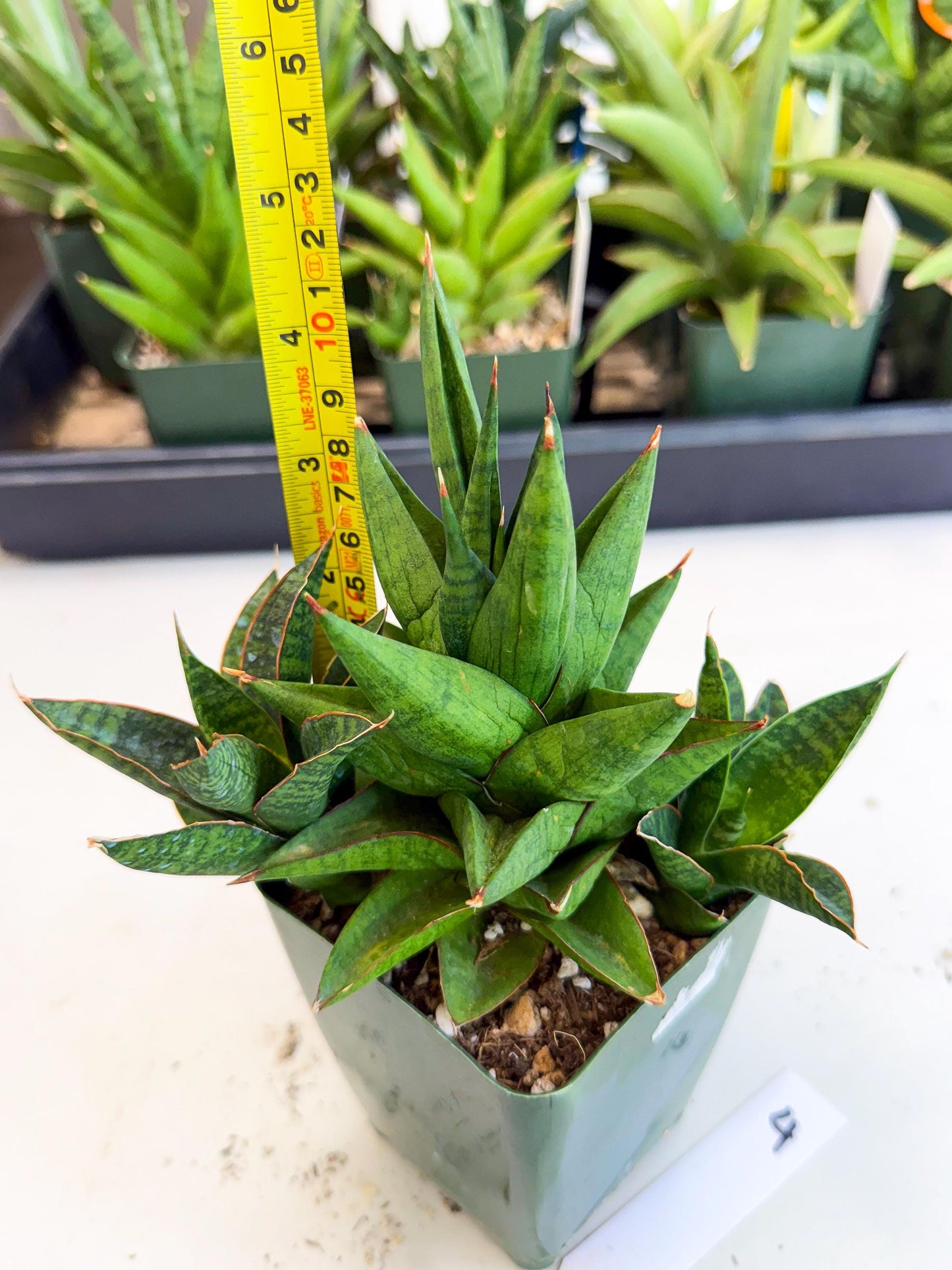 Sansevieria Rock Man (xl3) (4) | Rare Hybrids