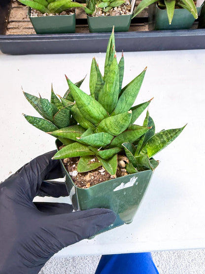Sansevieria Rock Man (xl3) (4) | Rare Hybrids