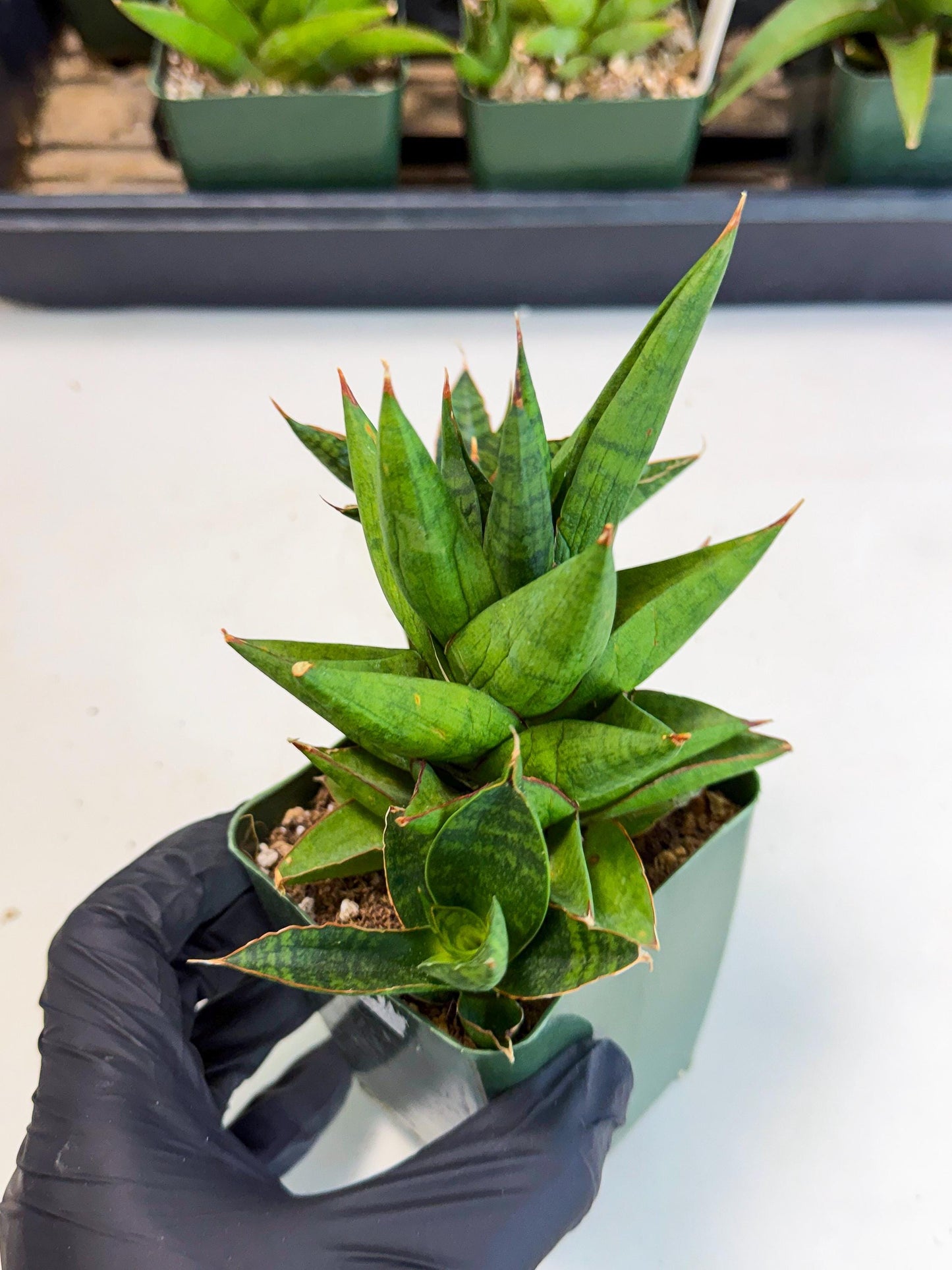 Sansevieria Rock Man (xl3) (4) | Rare Hybrids