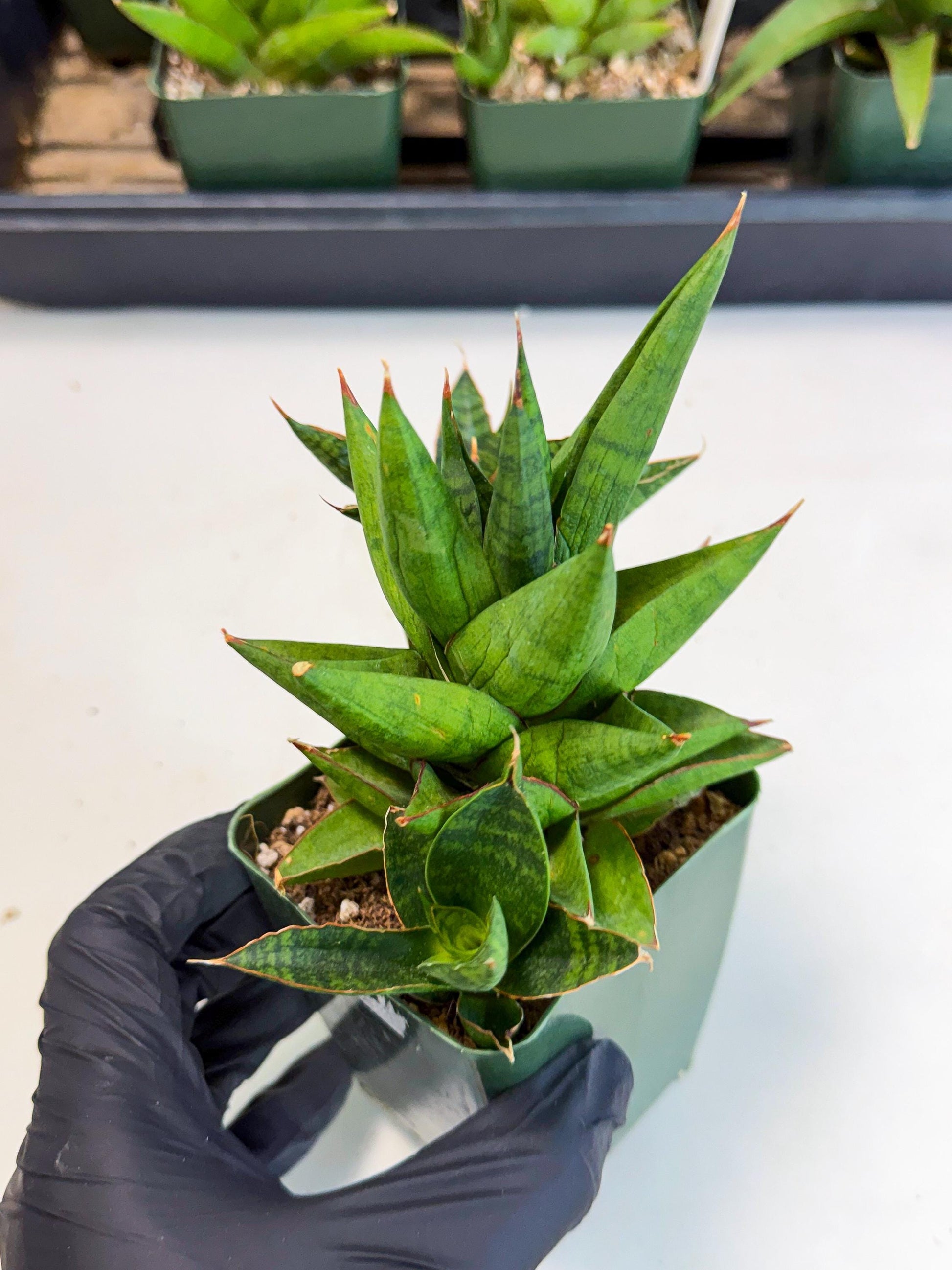Sansevieria Rock Man (xl3) (4) | Rare Hybrids