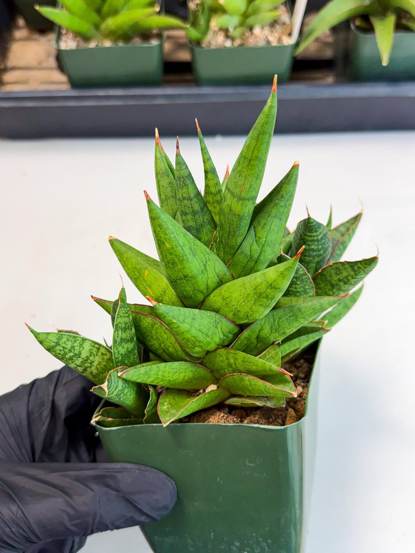 Sansevieria Rock Man (xl3) (4) | Rare Hybrids