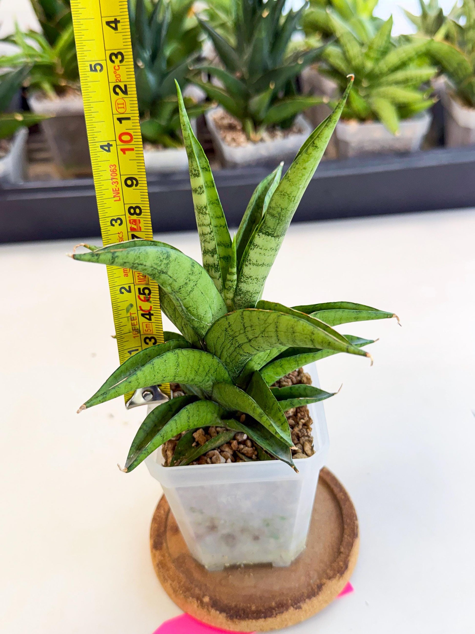 Sansevieria Soursop (ca1) (p) | Rare Import