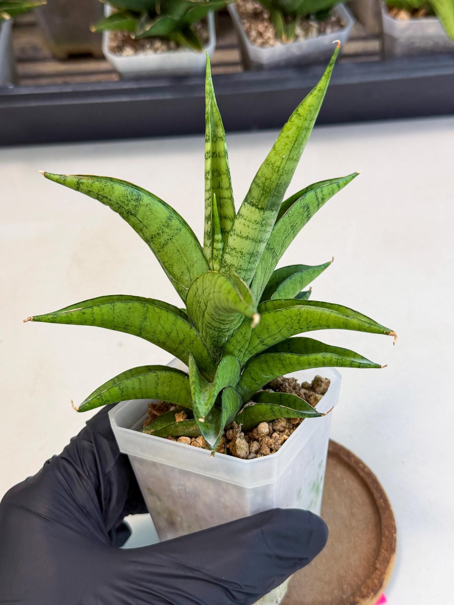 Sansevieria Soursop (ca1) (p) | Rare Import