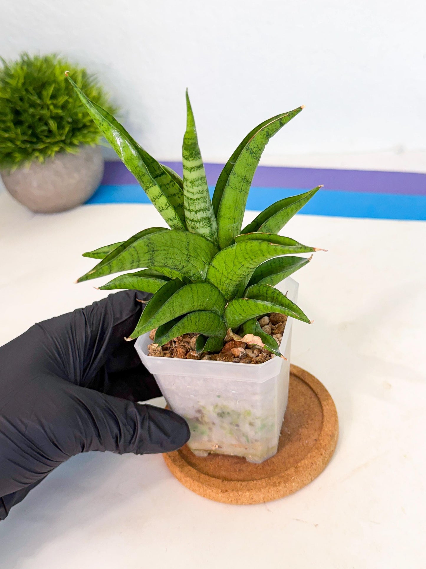 Sansevieria Soursop (ca1) (p) | Rare Import
