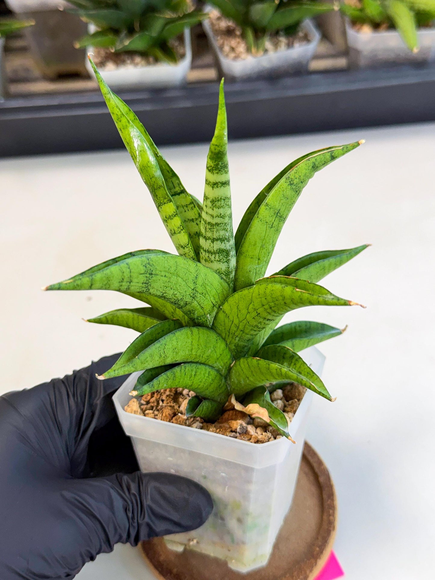 Sansevieria Soursop (ca1) (p) | Rare Import