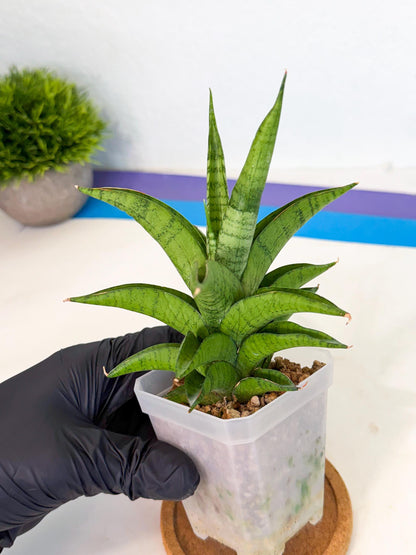 Sansevieria Soursop (ca1) (p) | Rare Import