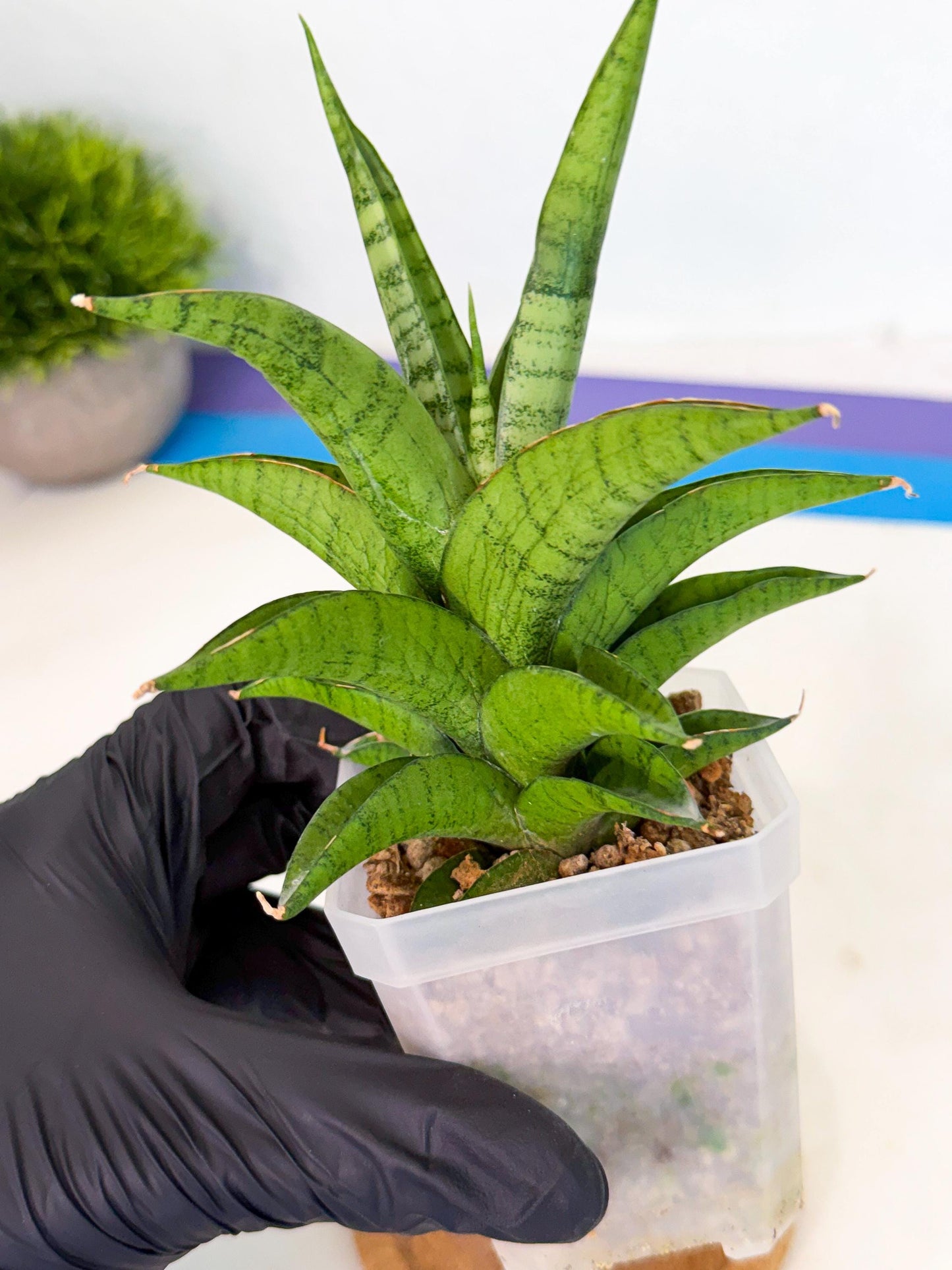 Sansevieria Soursop (ca1) (p) | Rare Import