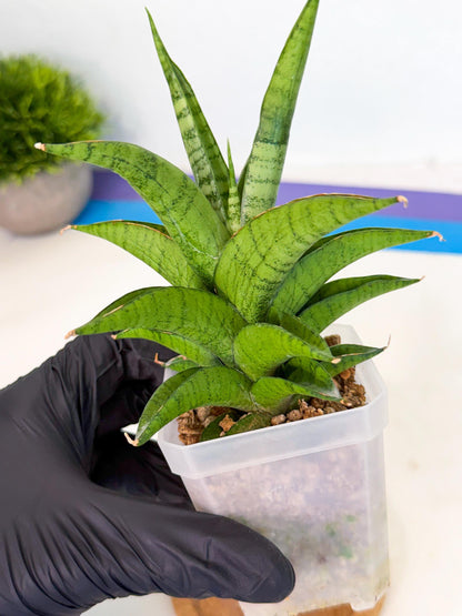 Sansevieria Soursop (ca1) (p) | Rare Import