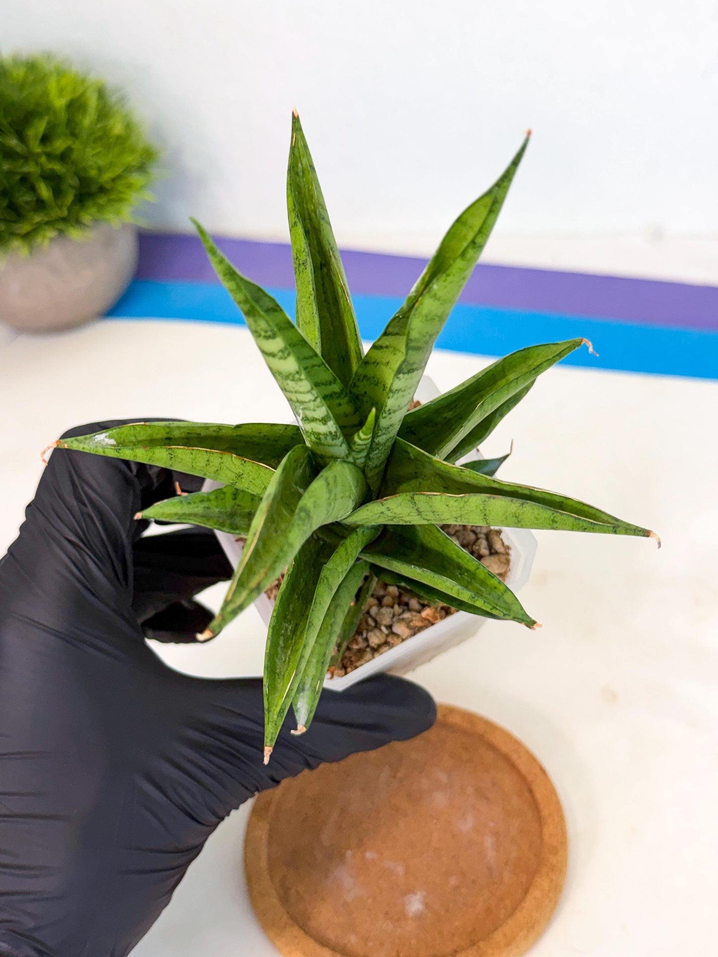 Sansevieria Soursop (ca1) (p) | Rare Import