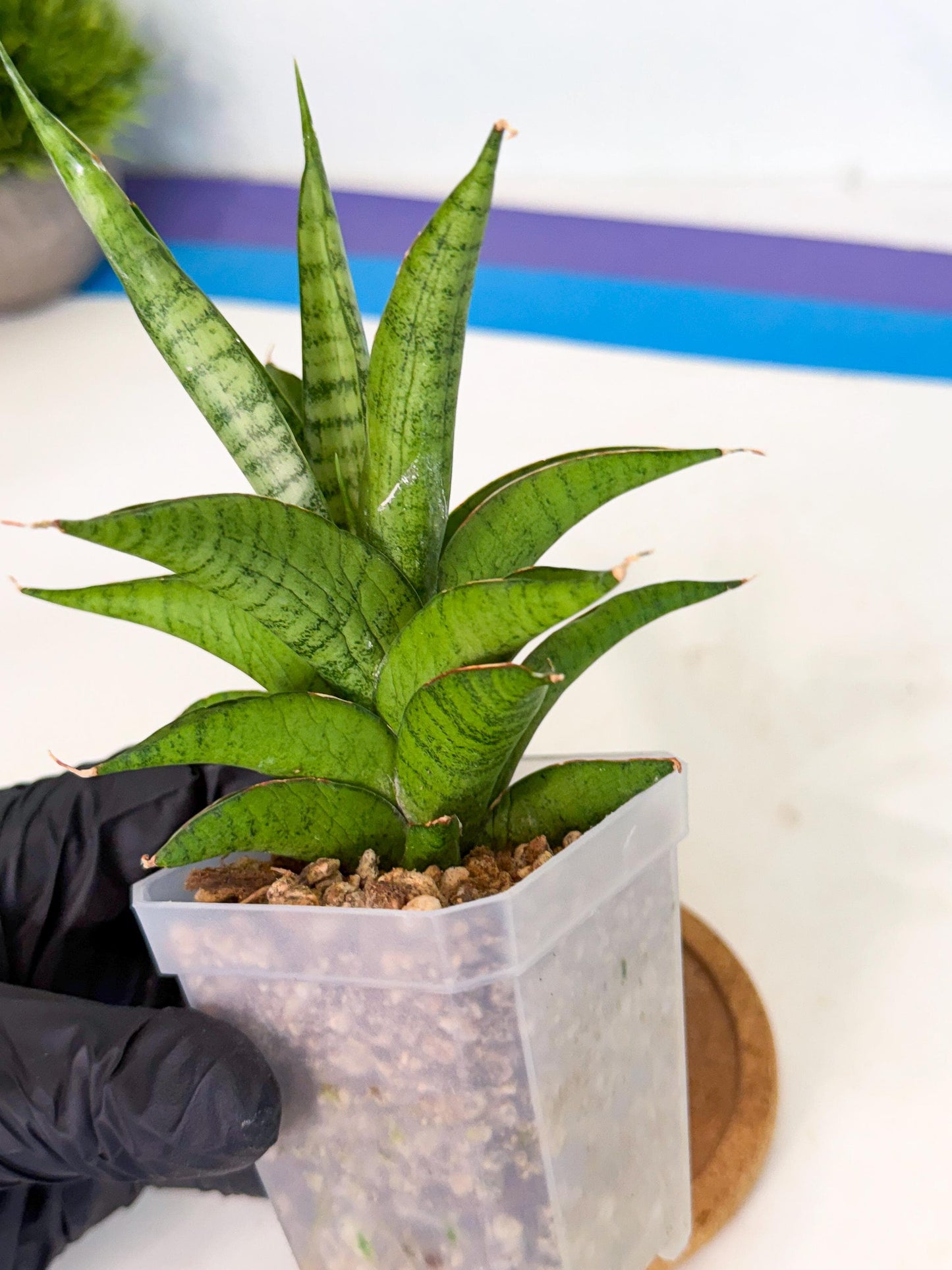 Sansevieria Soursop (ca1) (y) | Rare Import