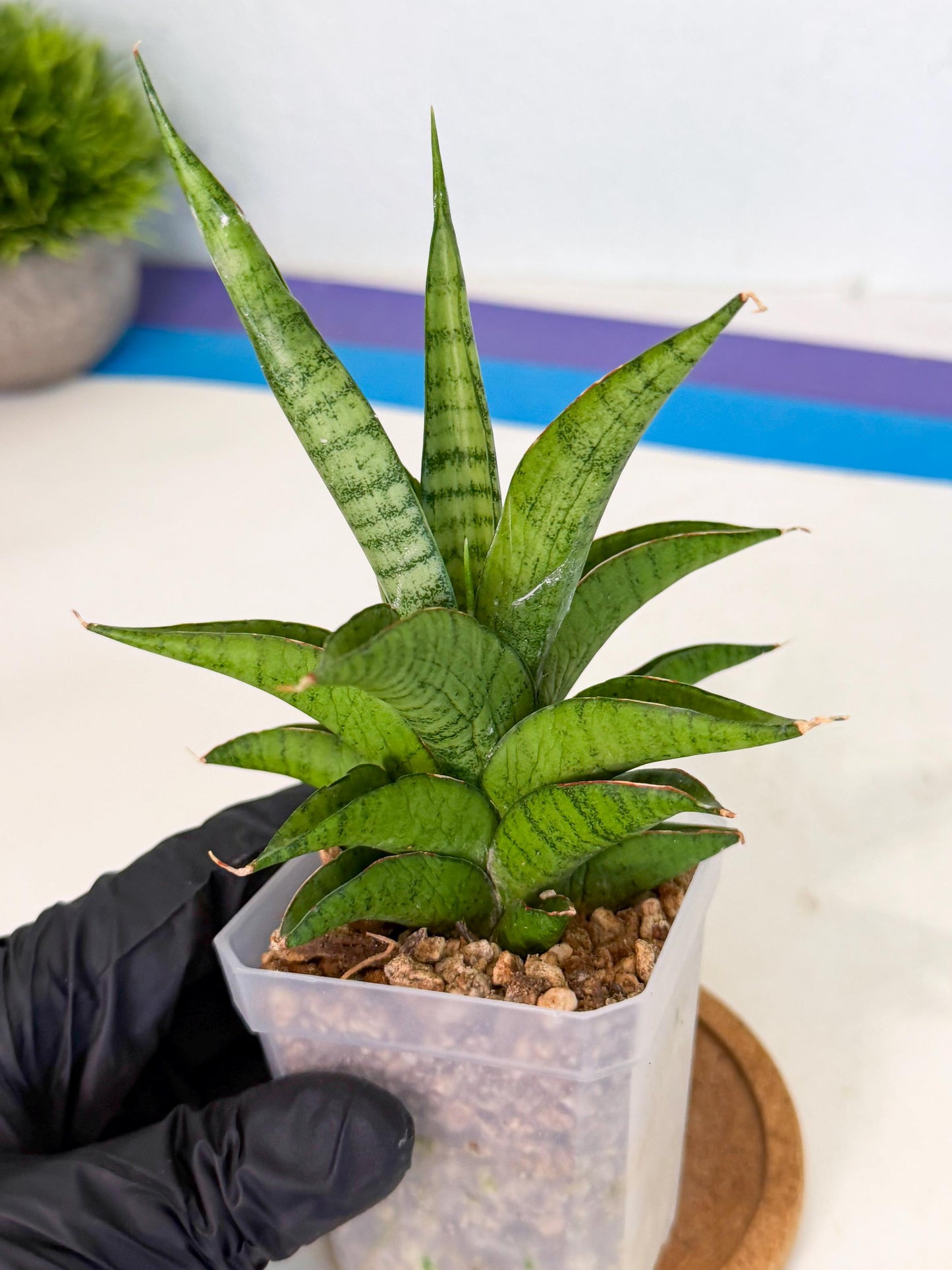Sansevieria Soursop (ca1) (y) | Rare Import