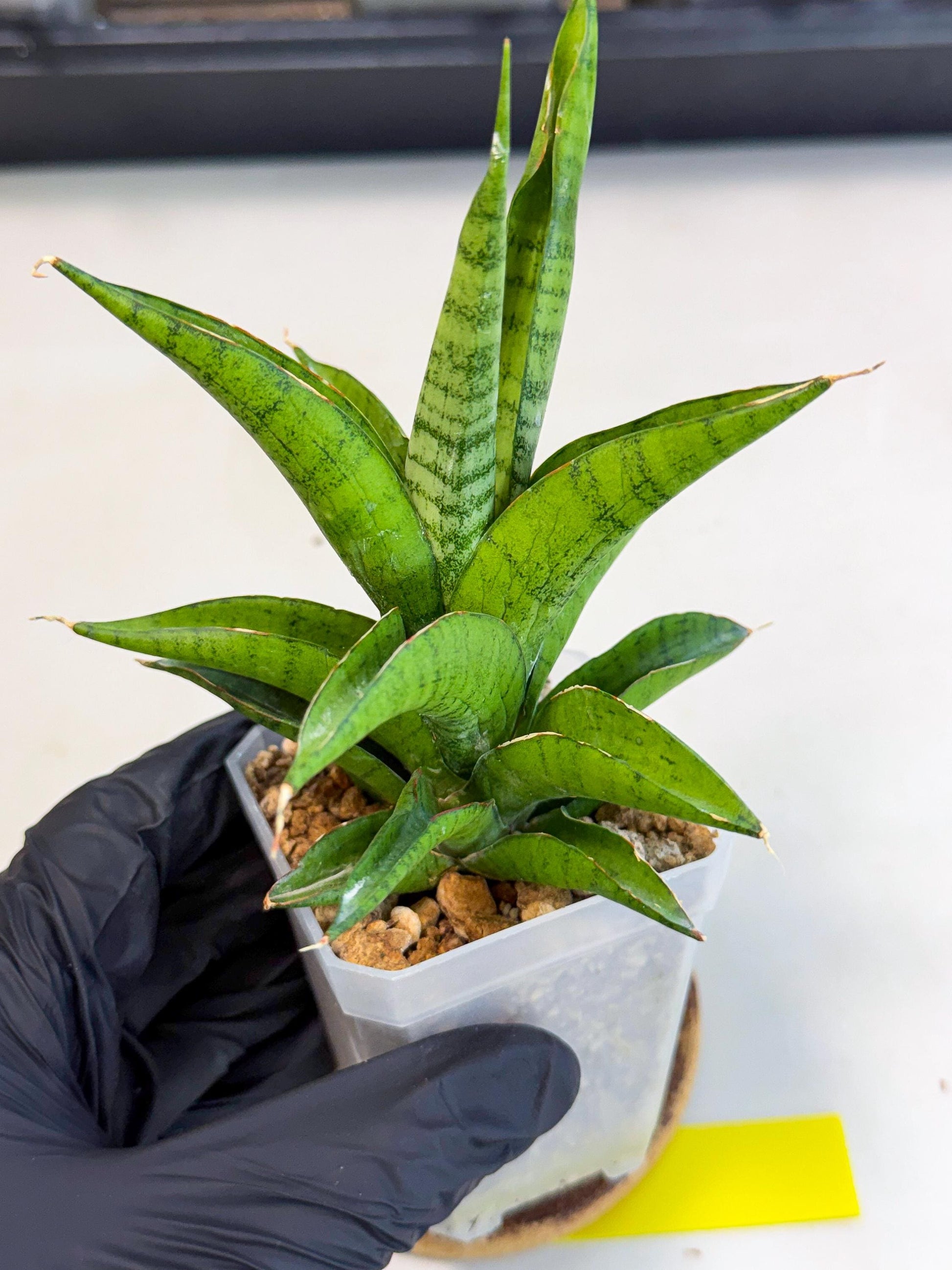 Sansevieria Soursop (ca1) (y) | Rare Import