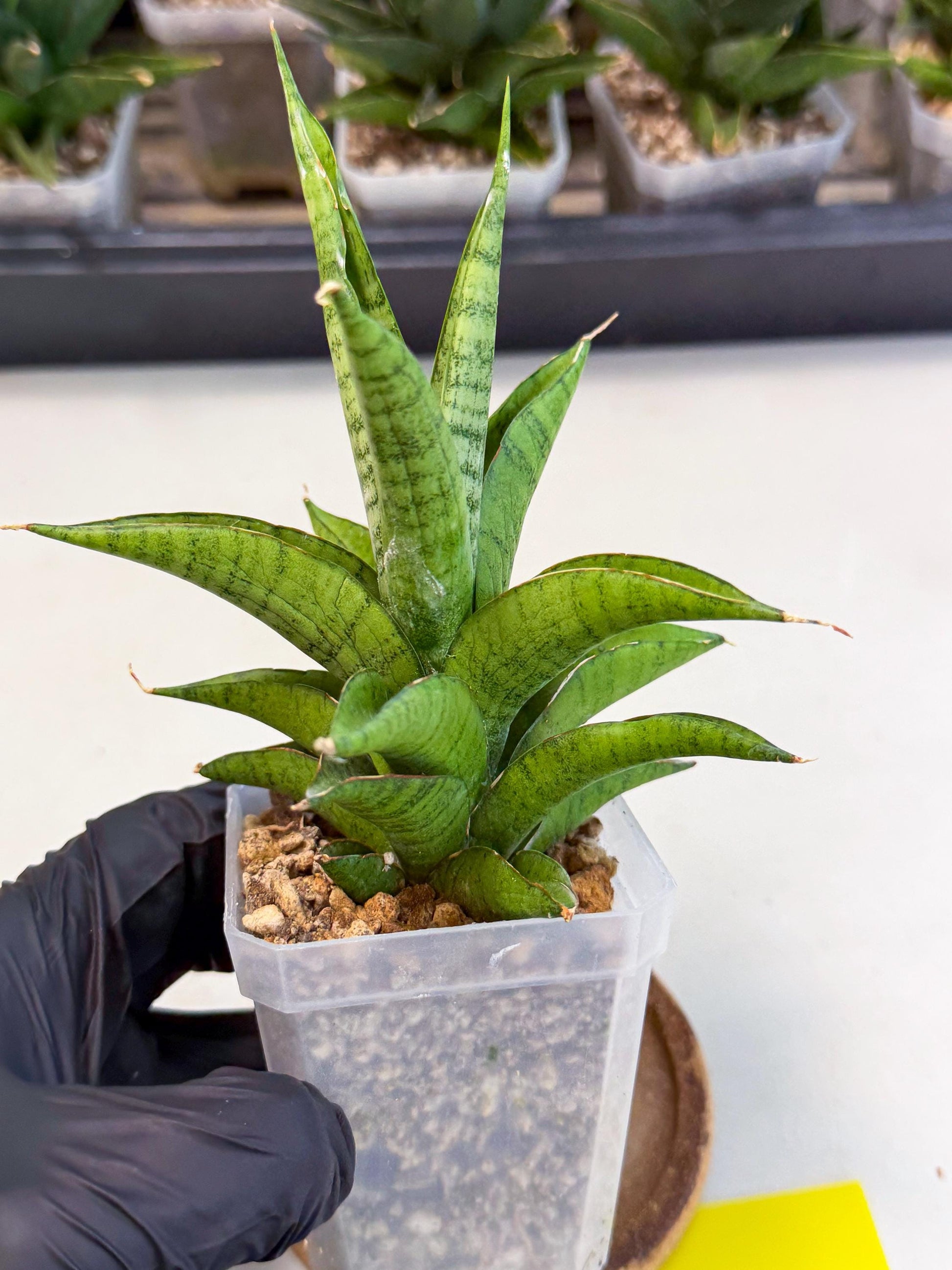 Sansevieria Soursop (ca1) (y) | Rare Import
