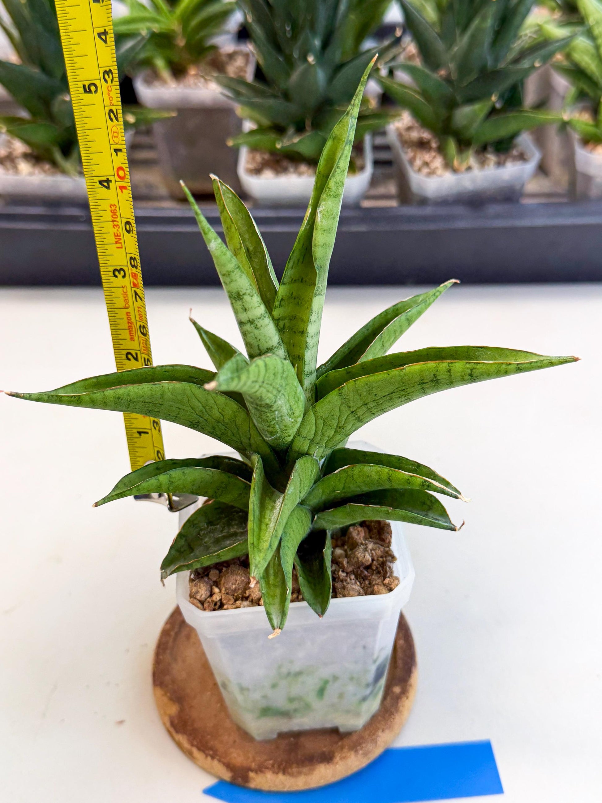 Sansevieria Soursop (ca1) (b) | Rare Import