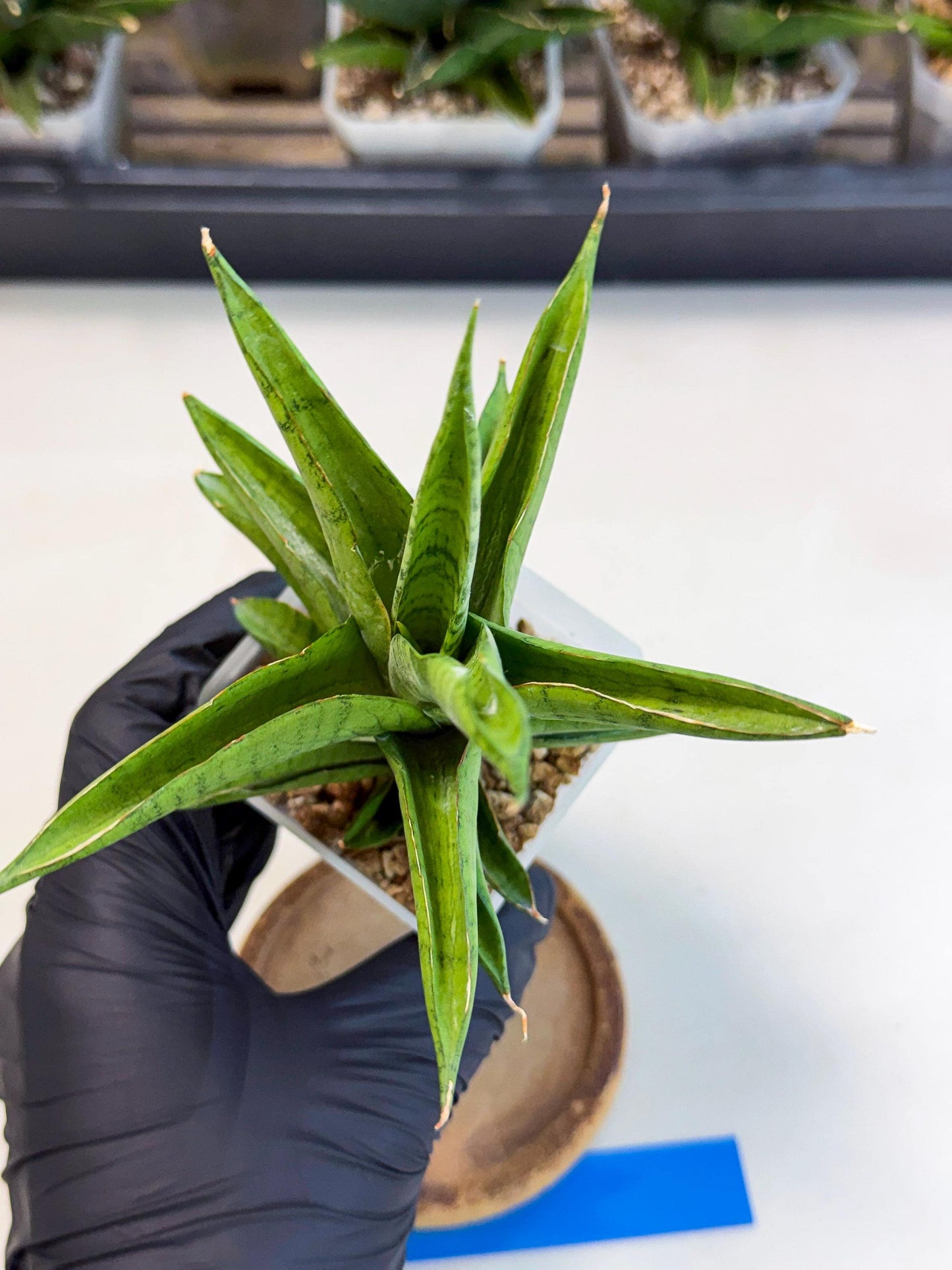 Sansevieria Soursop (ca1) (b) | Rare Import