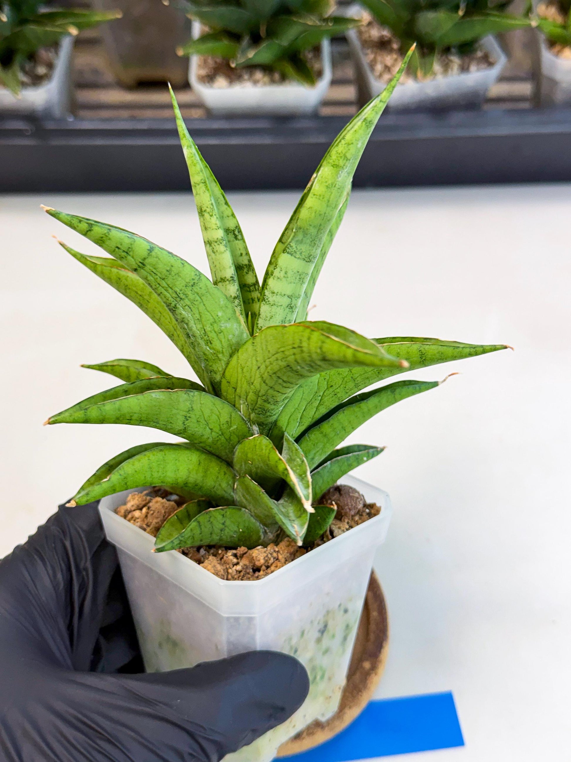 Sansevieria Soursop (ca1) (b) | Rare Import