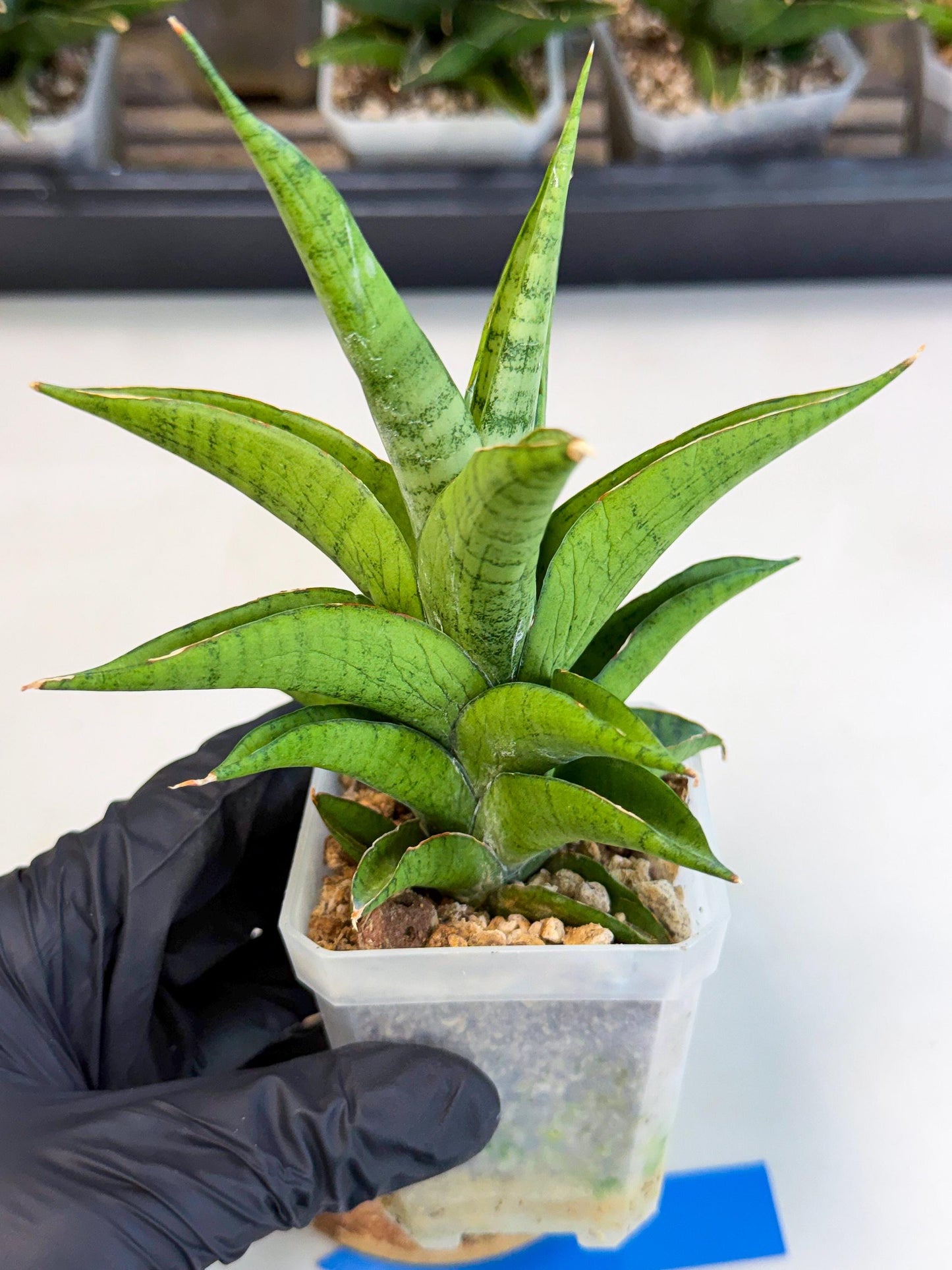 Sansevieria Soursop (ca1) (b) | Rare Import