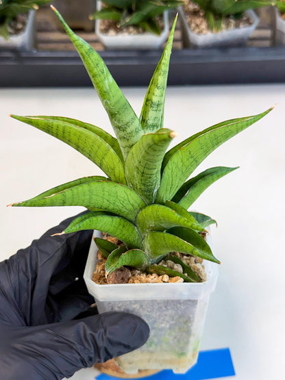 Sansevieria Soursop (ca1) (b) | Rare Import