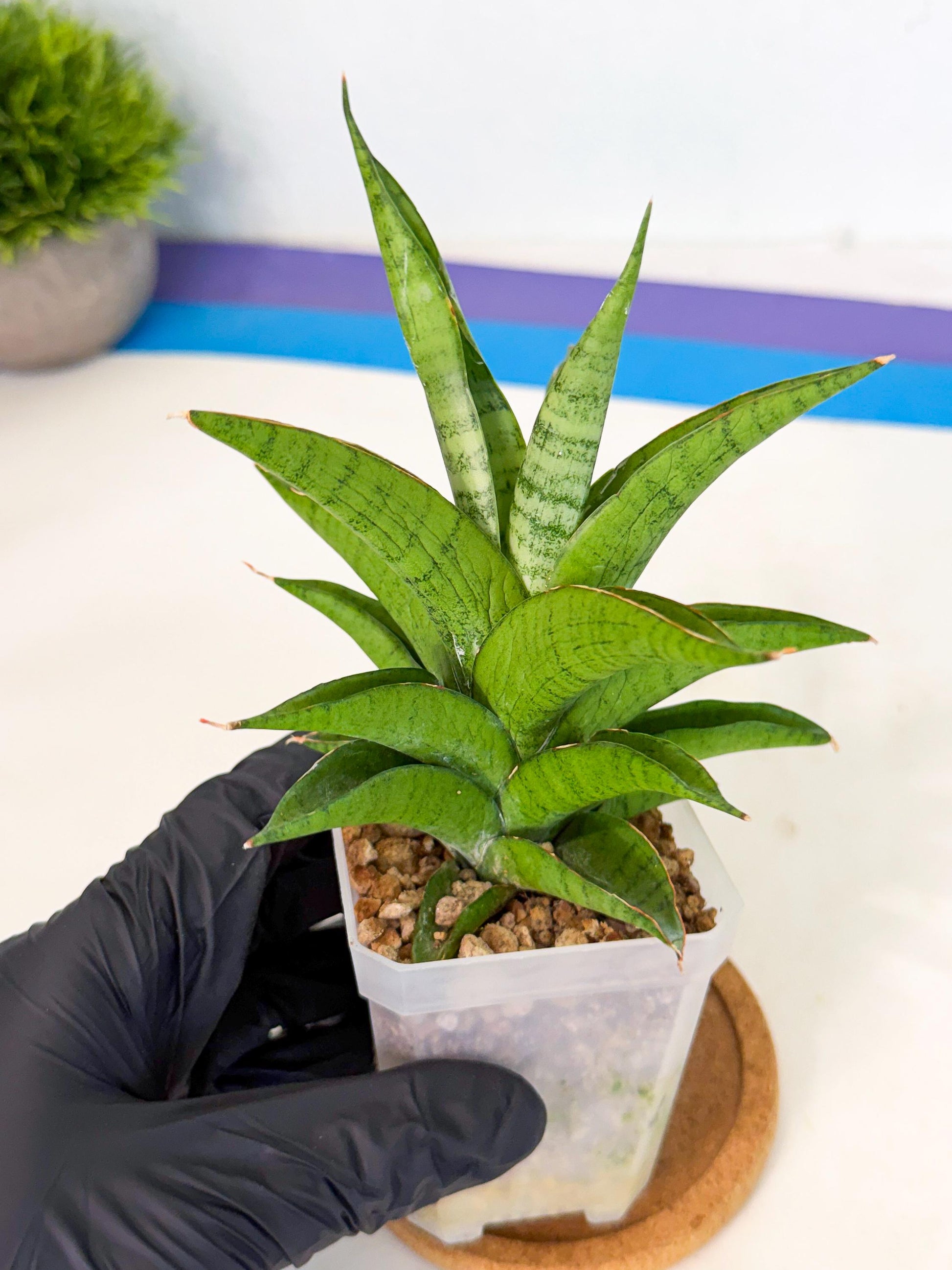Sansevieria Soursop (ca1) (b) | Rare Import